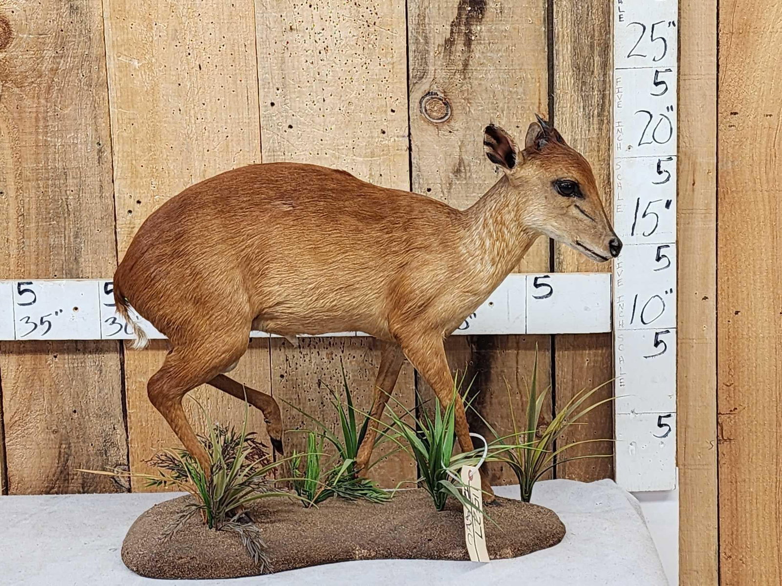 African Red Duiker Full Body Taxidermy Mount: 115.27 Nicely done mount on light weight habitat base