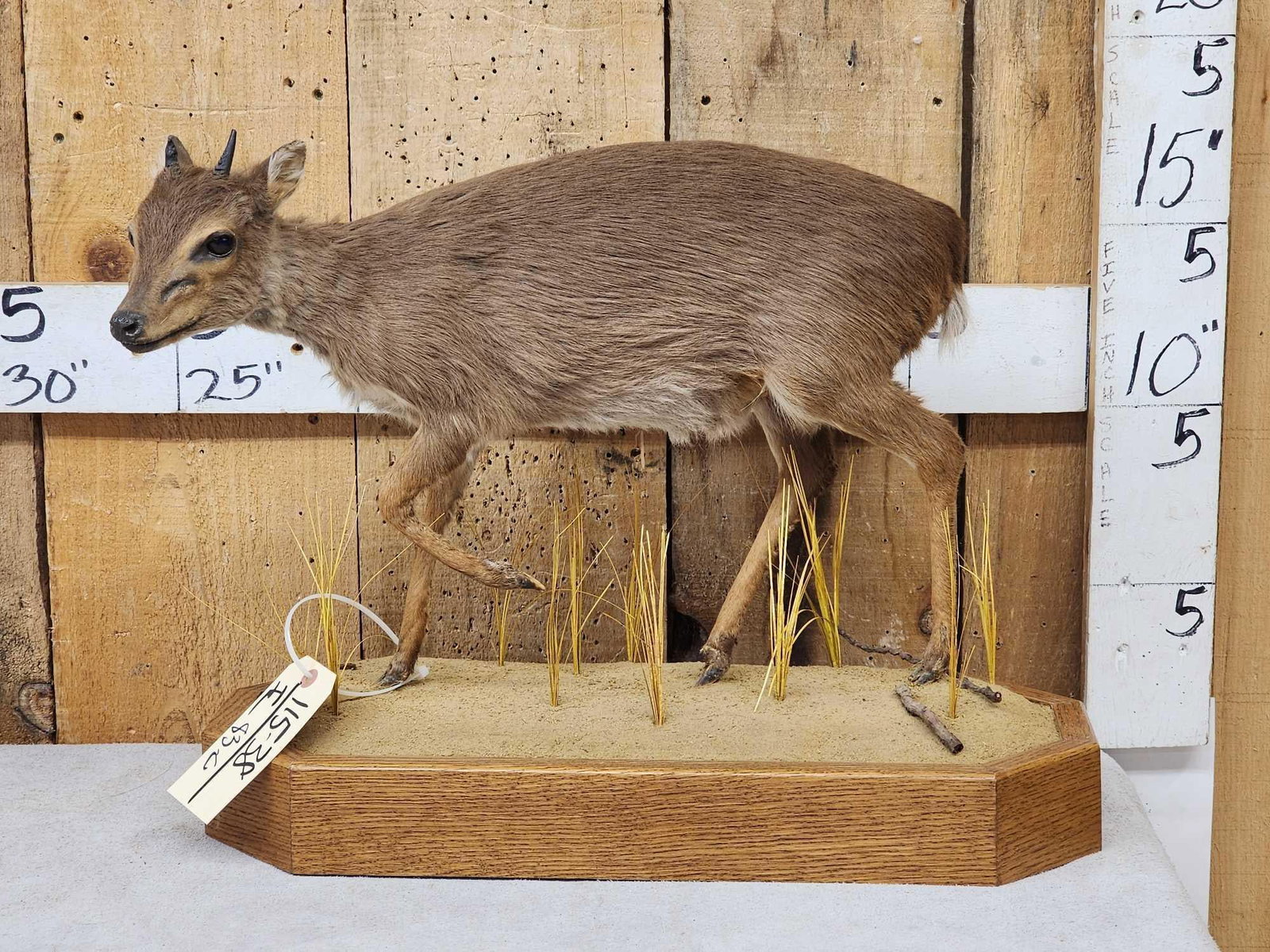 African Blue Duiker Full Body Taxidermy Mount: 115.38 Scarce mount to find on habitat base
