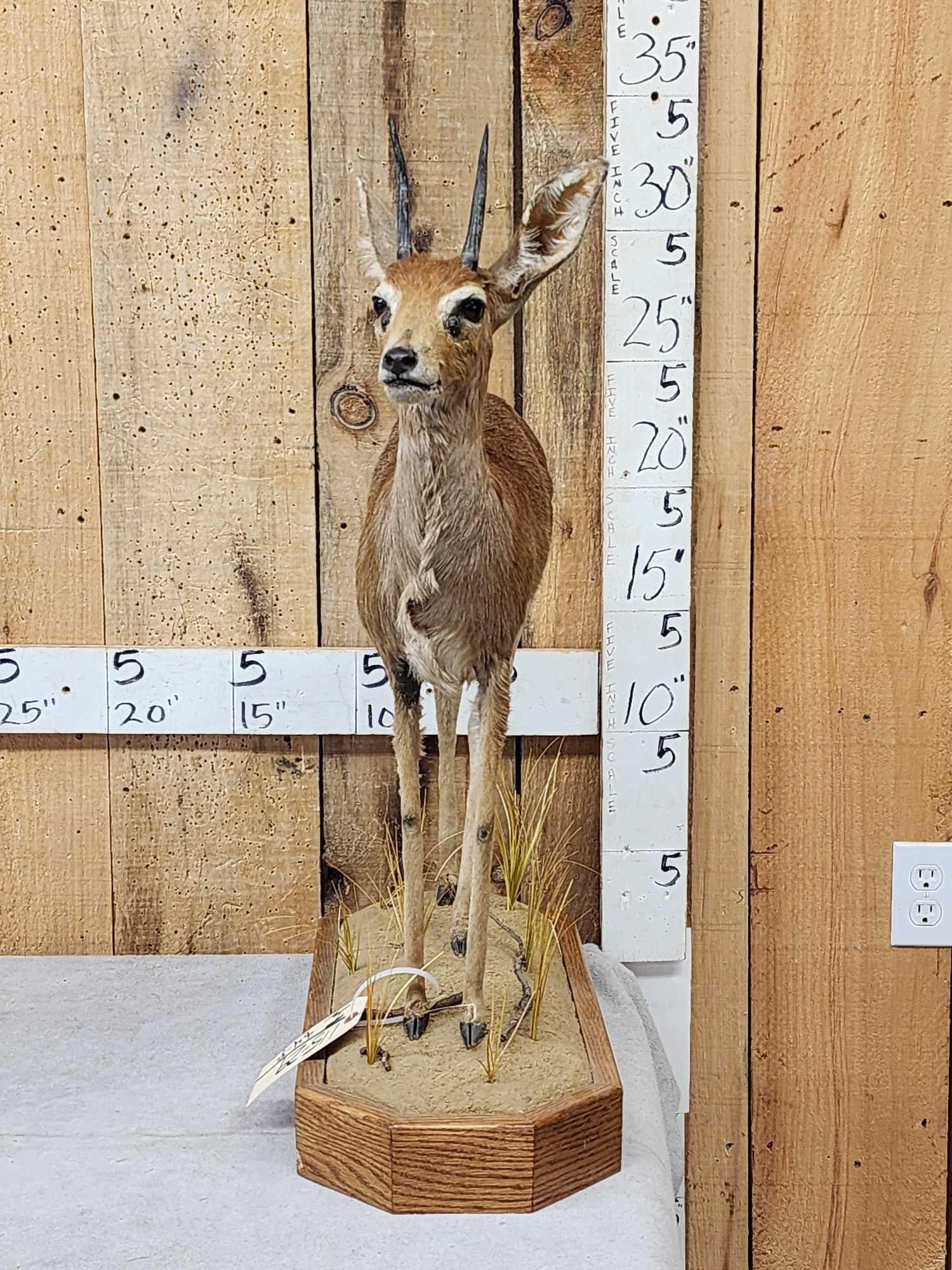 African Steinbok Duiker Full Body Taxidermy Mount: 115.29 On habitat base