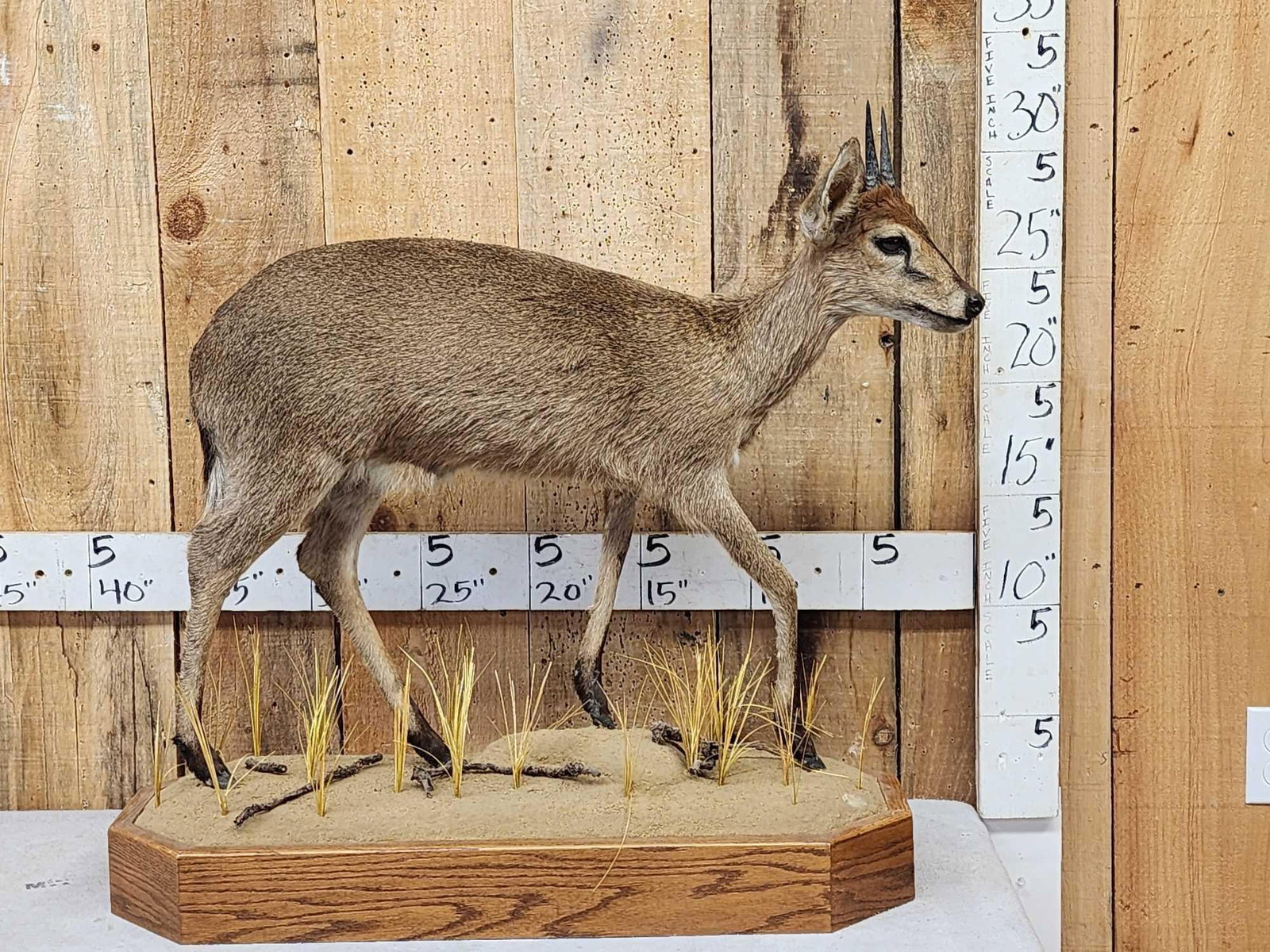 African Duiker Full Body Taxidermy Mount (1 of 5)