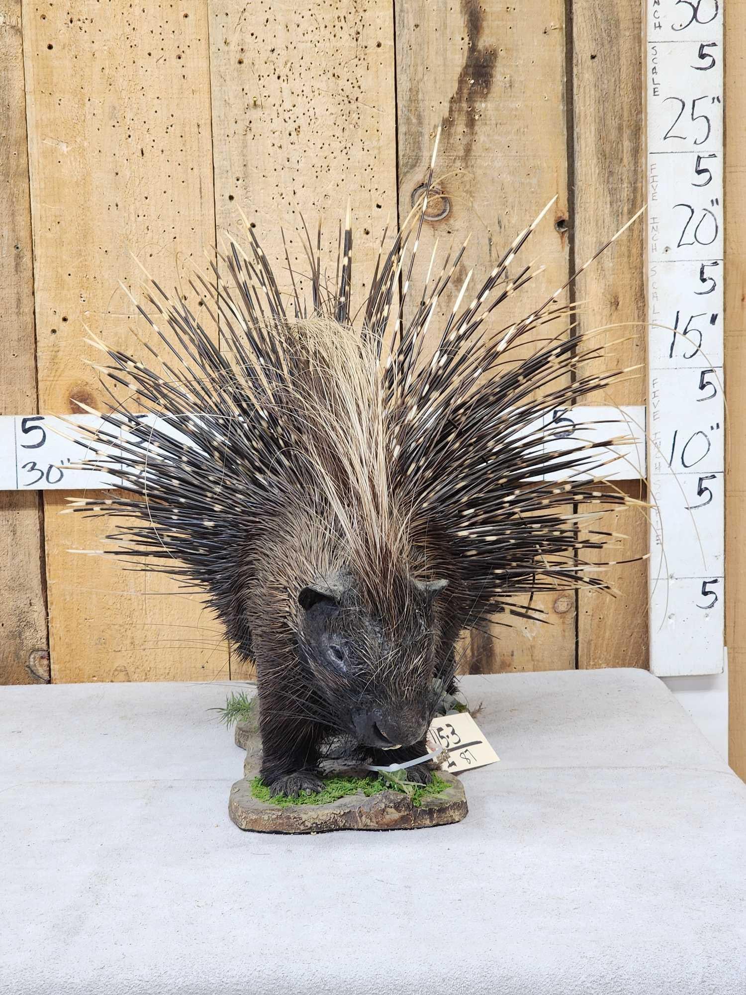 African Porcupine Full Body Taxidermy Mount: 115.3 Great look on habitat base these are getting harder harder to find !