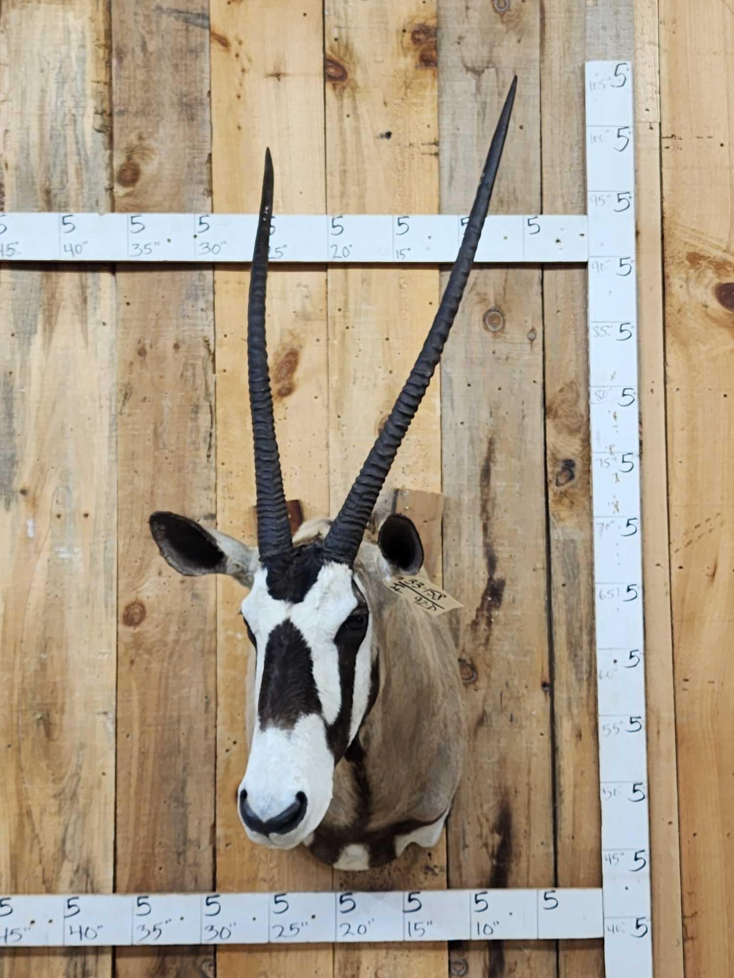 African Gemsbok Shoulder Mount Taxidermy: 33.158 Nice clean mount great colors big detachable horns for easy transport