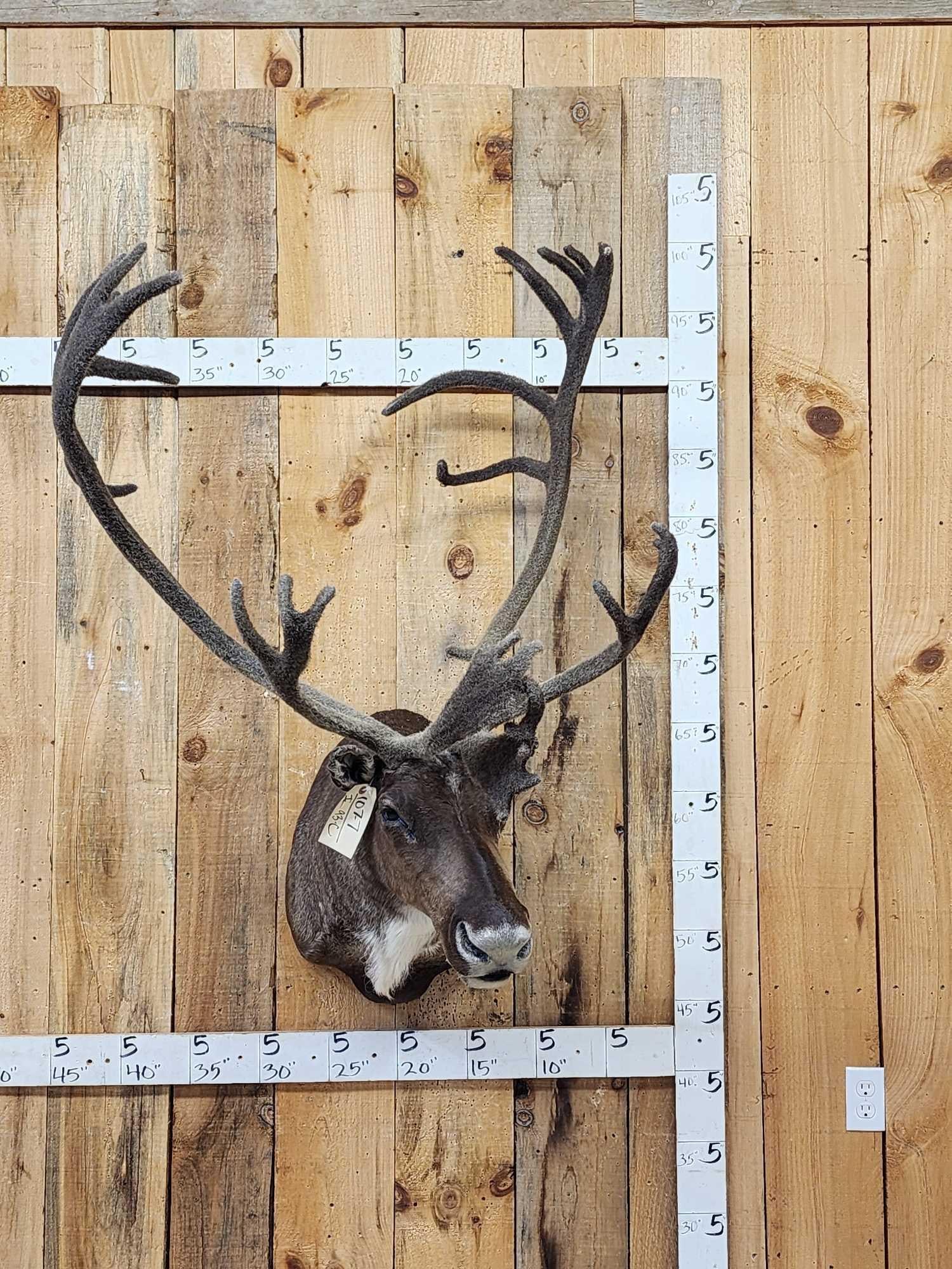 Caribou In Velvet Shoulder Mount Taxidermy: 107.7 Nice looking mount detachable antlers for easy transport