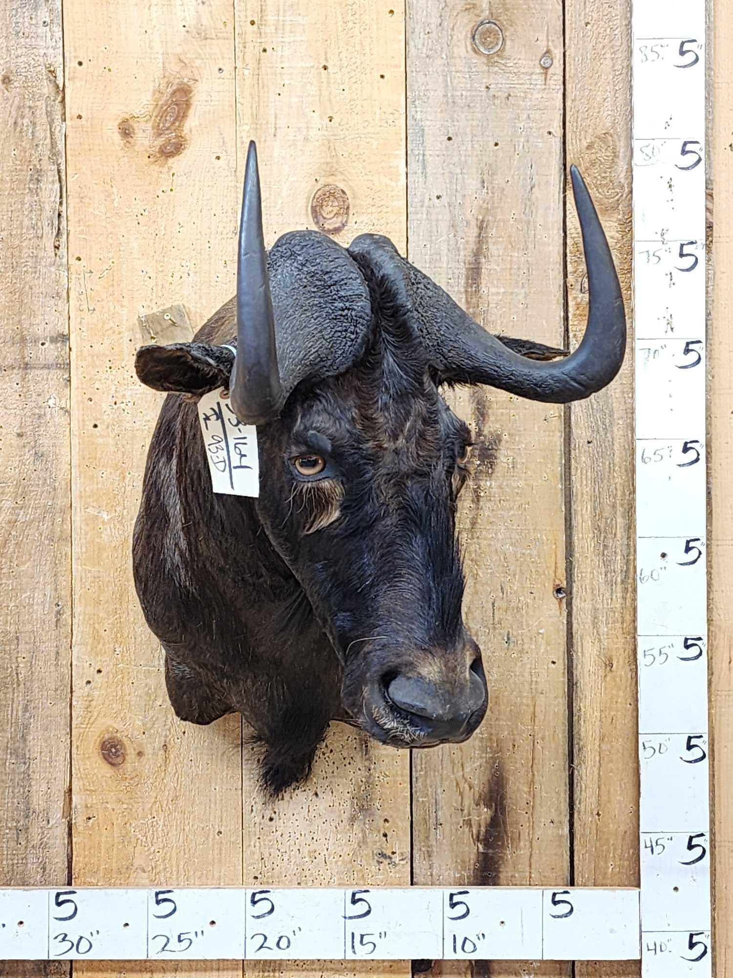 African Black Wildebeest Shoulder Mount Taxidermy: 33.164 Nicely done mount great detail