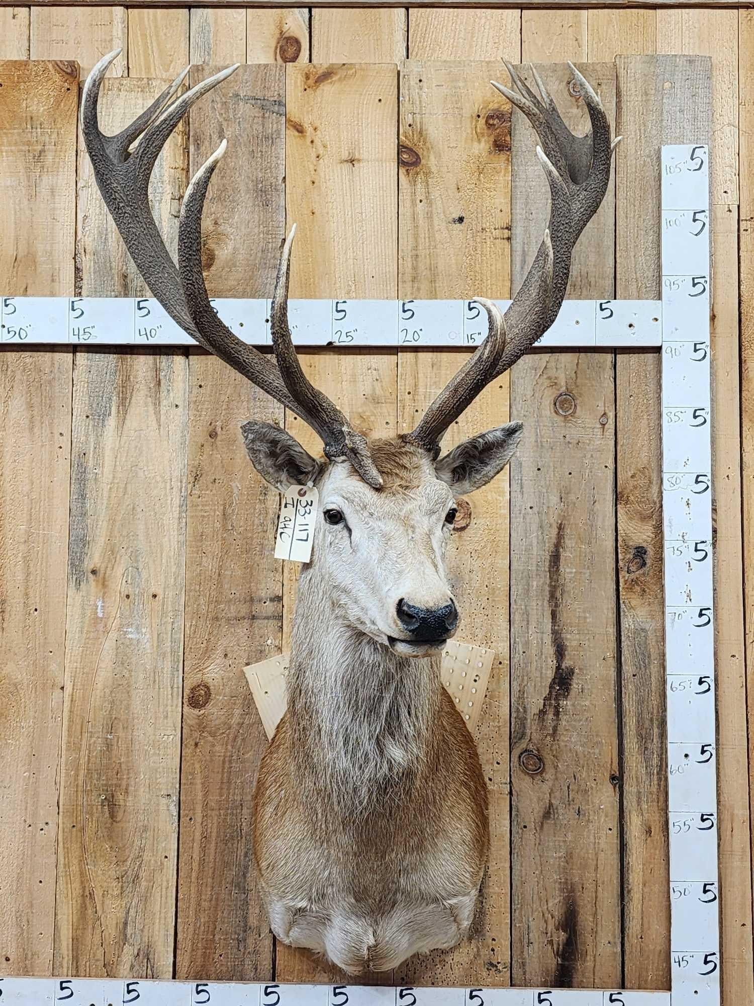 Big Red Stag Shoulder Mount Taxidermy: 33.117 Nicely done mount big antlers great color polished ivory tips