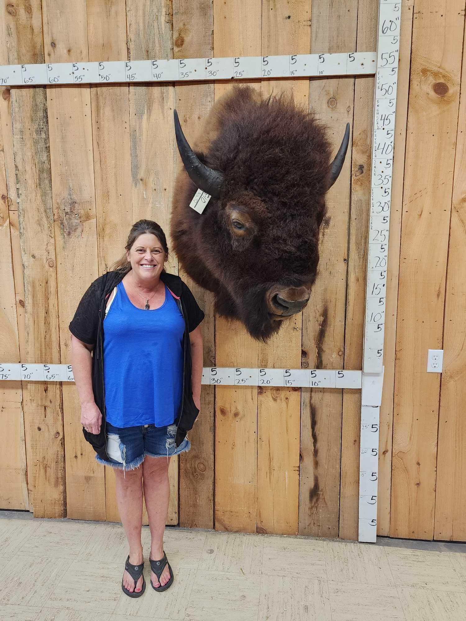 Big American Bison Buffalo Shoulder Mount Taxidermy (1 of 2)