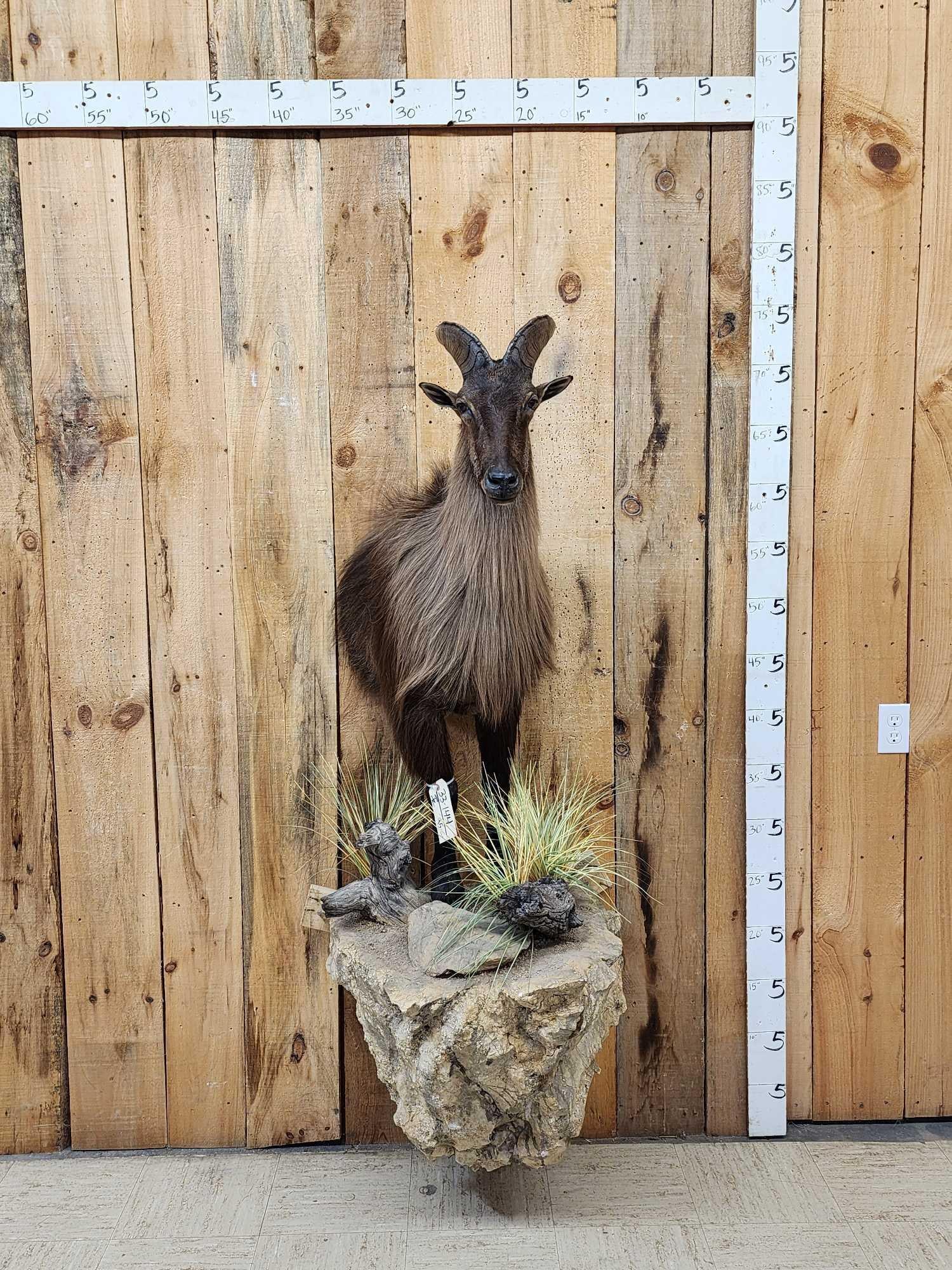 Extra Nice Tahr Half Body Taxidermy Mount (1 of 7)