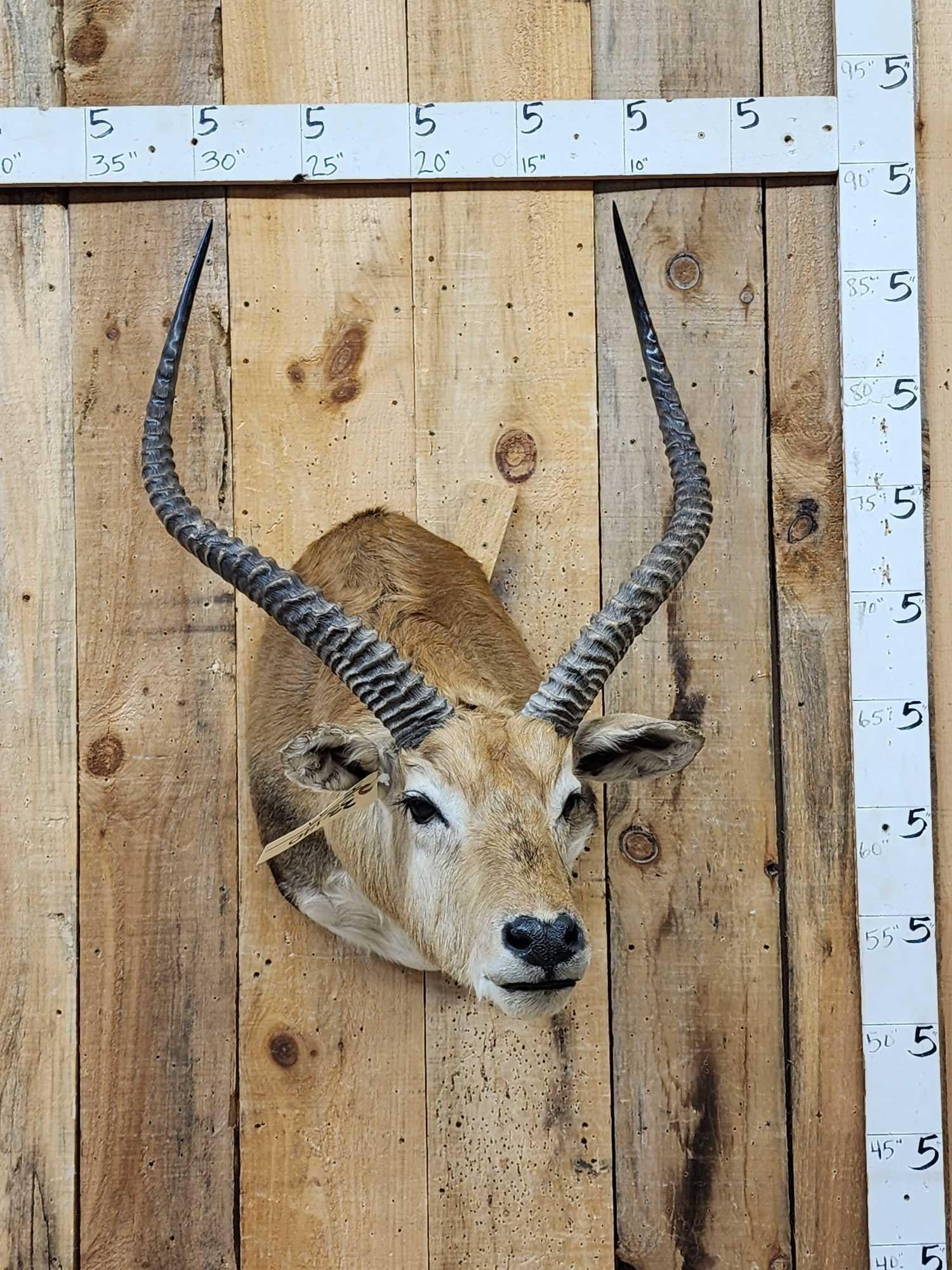 African Black Lechwe Shoulder Mount Taxidermy: 33.140 Extra nice mount sneak pose big horns