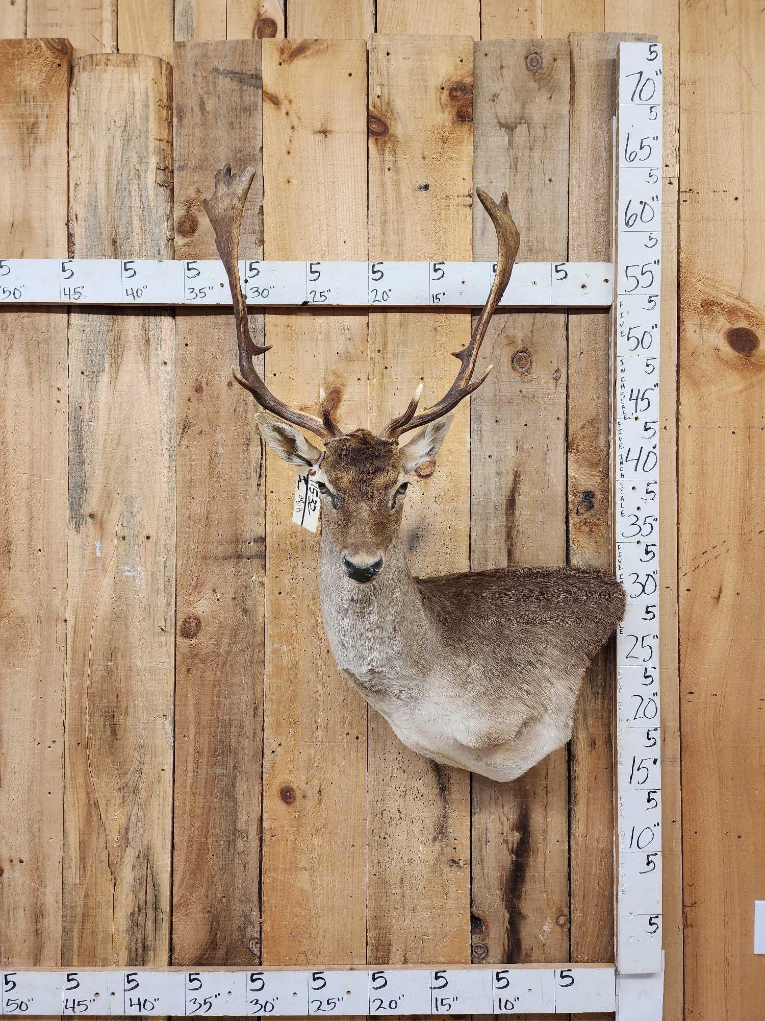 Fallow Deer Wall Pedestal Cutaway Taxidermy Mount (1 of 4)