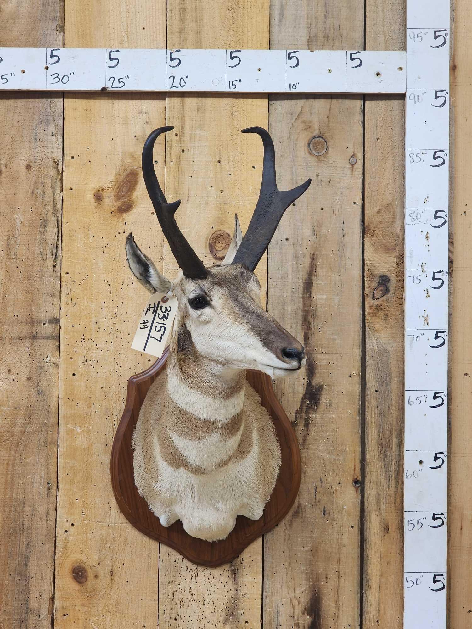 Pronghorn Antelope Shoulder Mount Taxidermy (1 of 4)