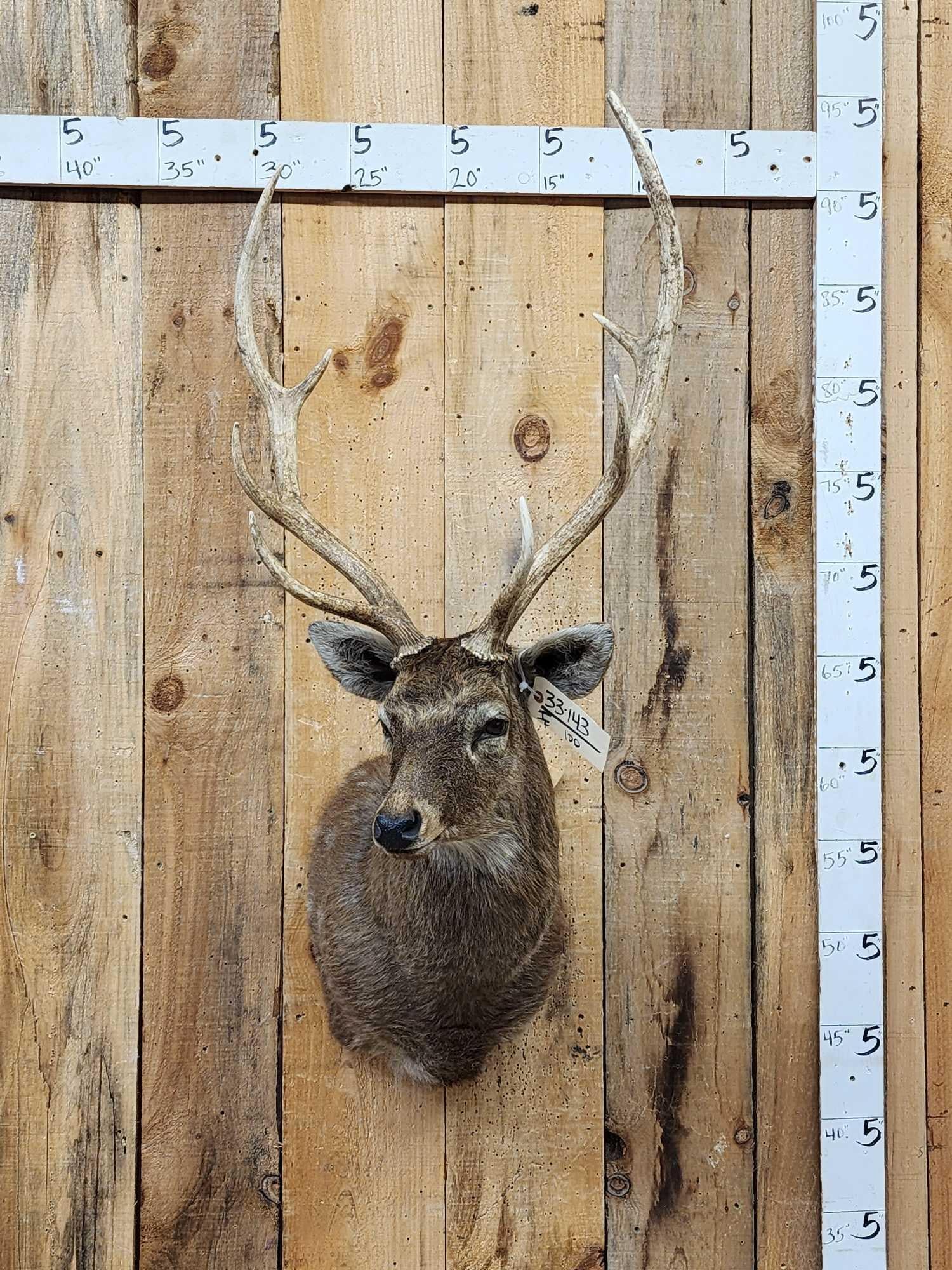 Japanese Sika Deer Shoulder Mount Taxidermy: 33.143 Nice mount great Taxidermy Artwork big antlers great look