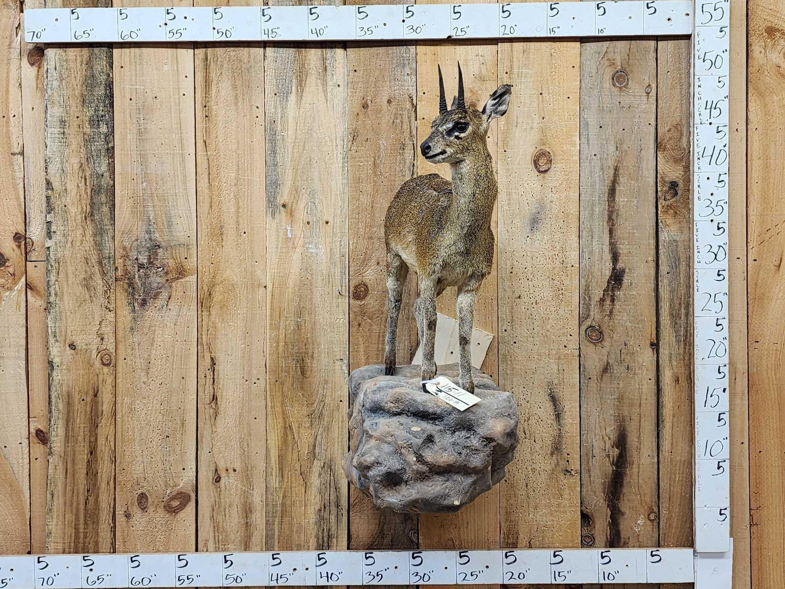 African Klipspringer Full Body Taxidermy Mount (1 of 6)