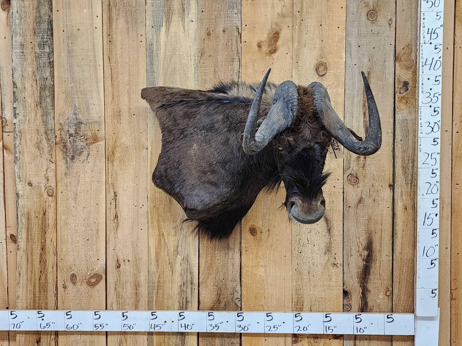 African Black Wildebeest Wall Pedestal Cutaway Taxidermy Mount: 115.28 Cool piece unusual mount finished back
