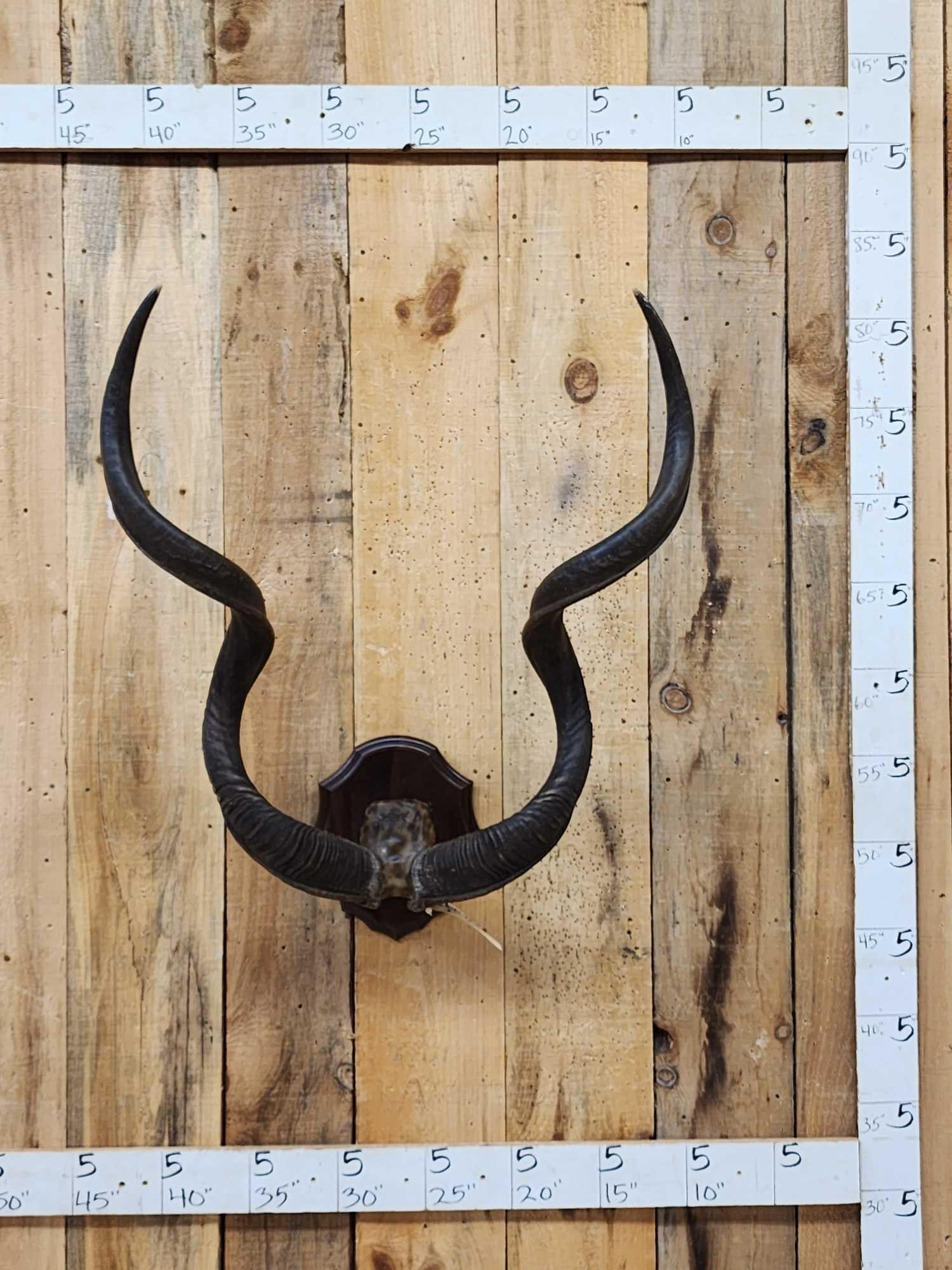 African Kudu Horns On Plaque Taxidermy: 60.111 Great look