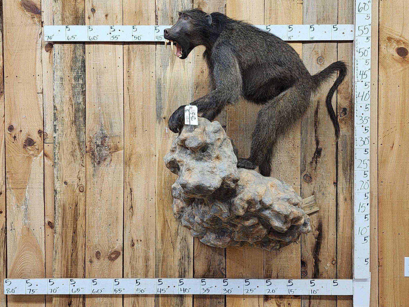Big African Chakma Baboon Full Body Taxidermy Mount (1 of 10)