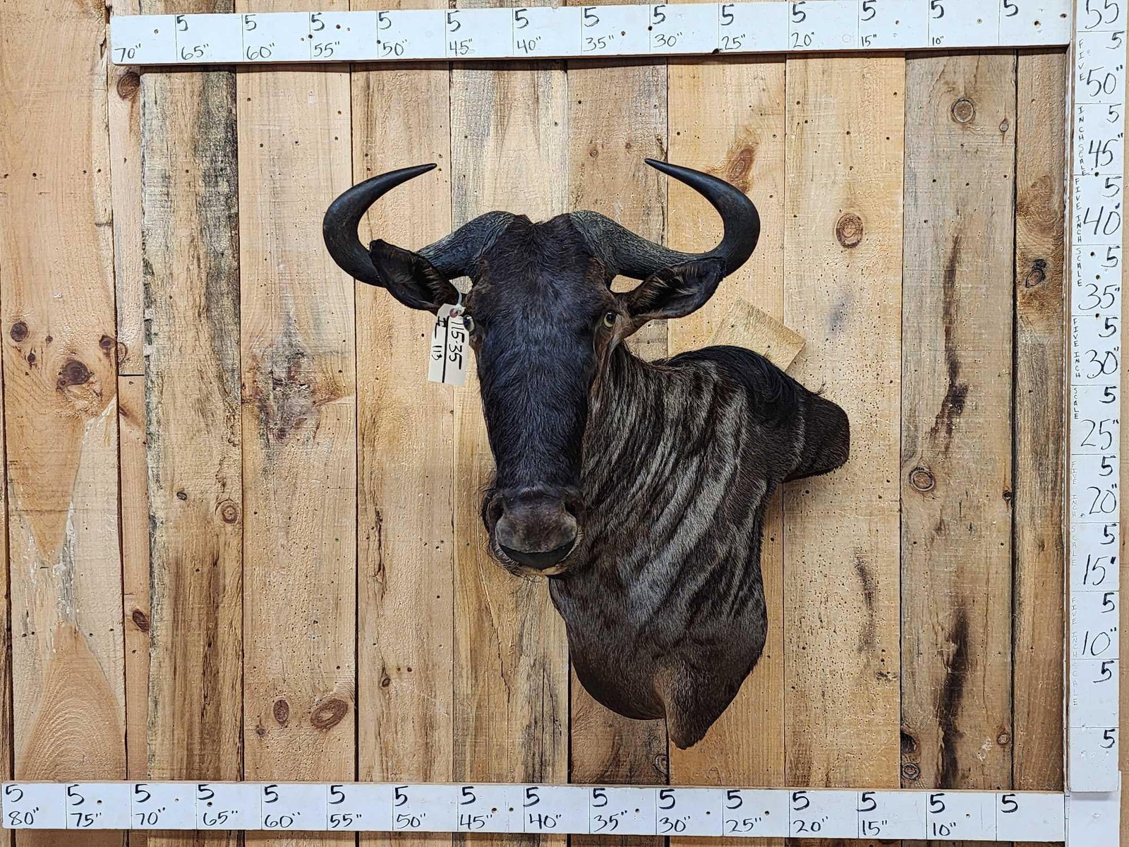 African Blue Wildebeest Wall Pedestal Cutaway Taxidermy Mount: 115.35 Well done mount great Taxidermy Artwork big body big horns great colors with fur finished back