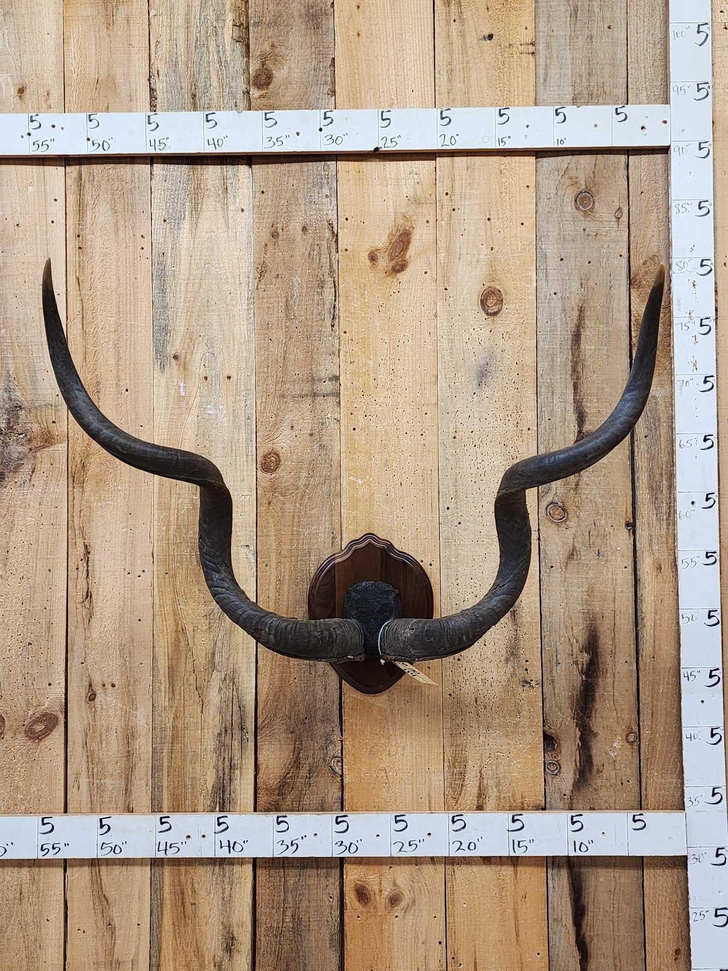 African Kudu Horns On Plaque: 60.110 Great look
