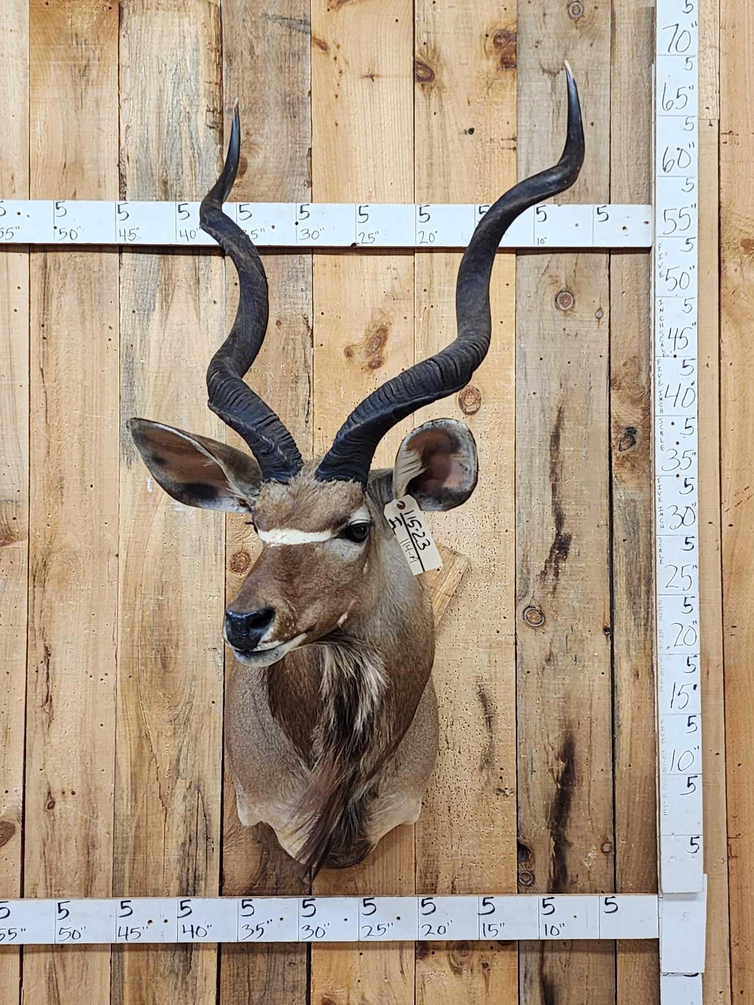 Nice African Kudu Shoulder Mount Taxidermy (1 of 4)