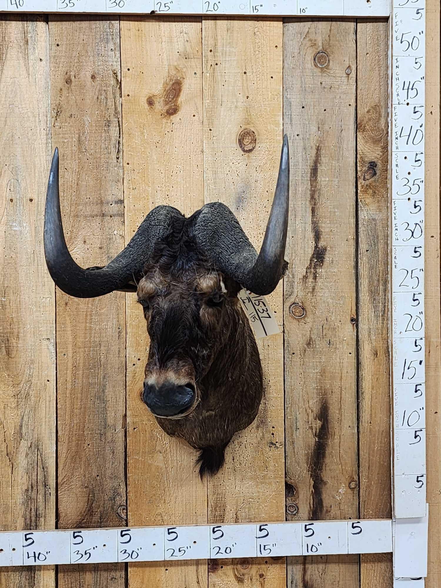 African Black Wildebeest Shoulder Mount Taxidermy (1 of 9)