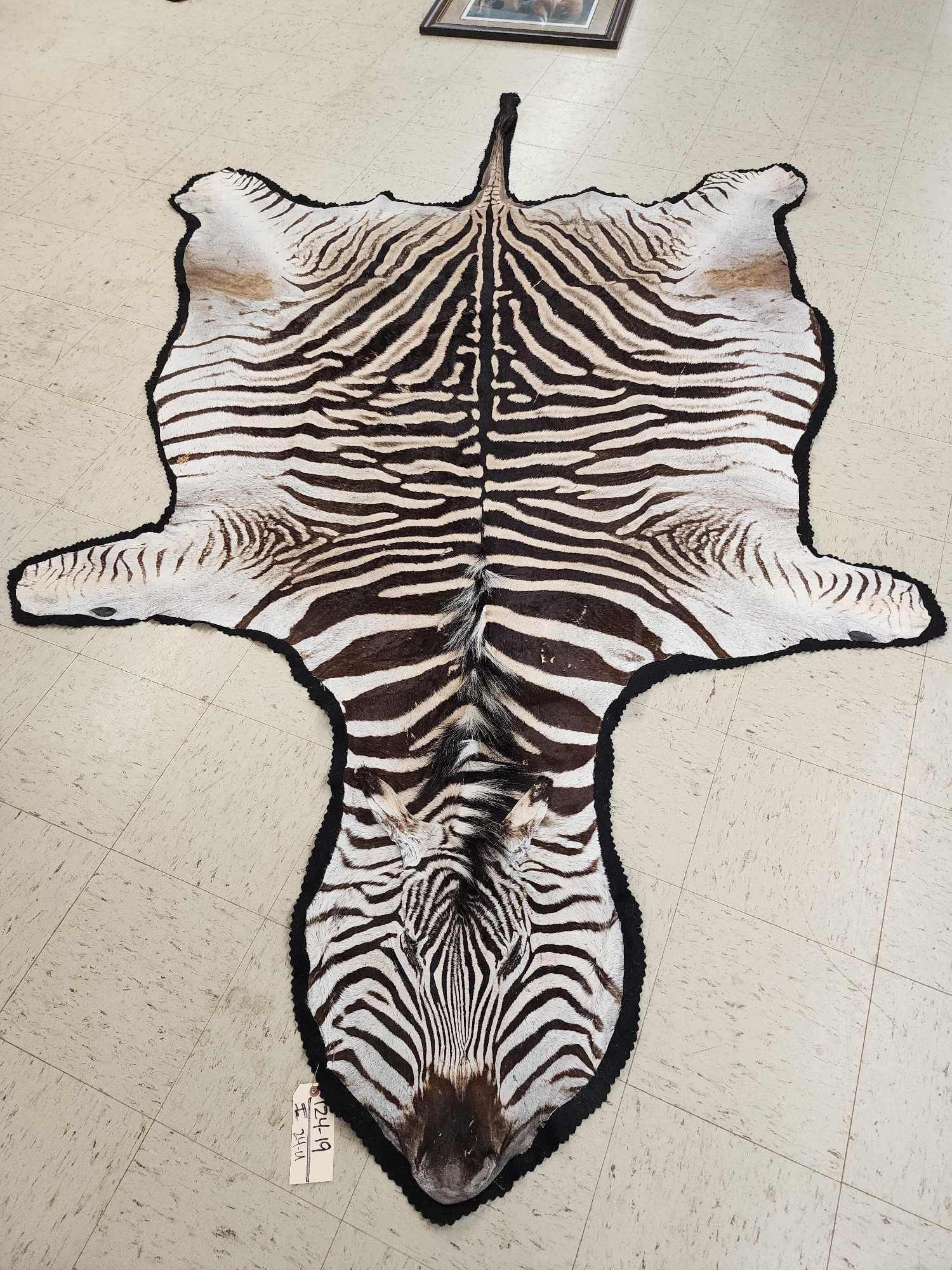 Zebra Rug Taxidermy: 124.19 Great look about 123" long x 74" wide