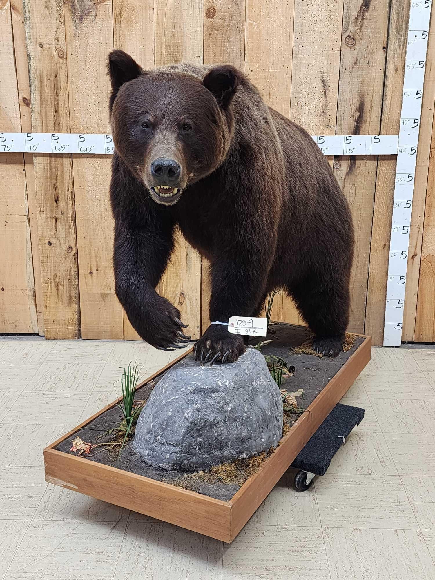 Gorgeous Chocolate Phase Grizzly Bear Full Body Taxidermy Mount (1 of 17)