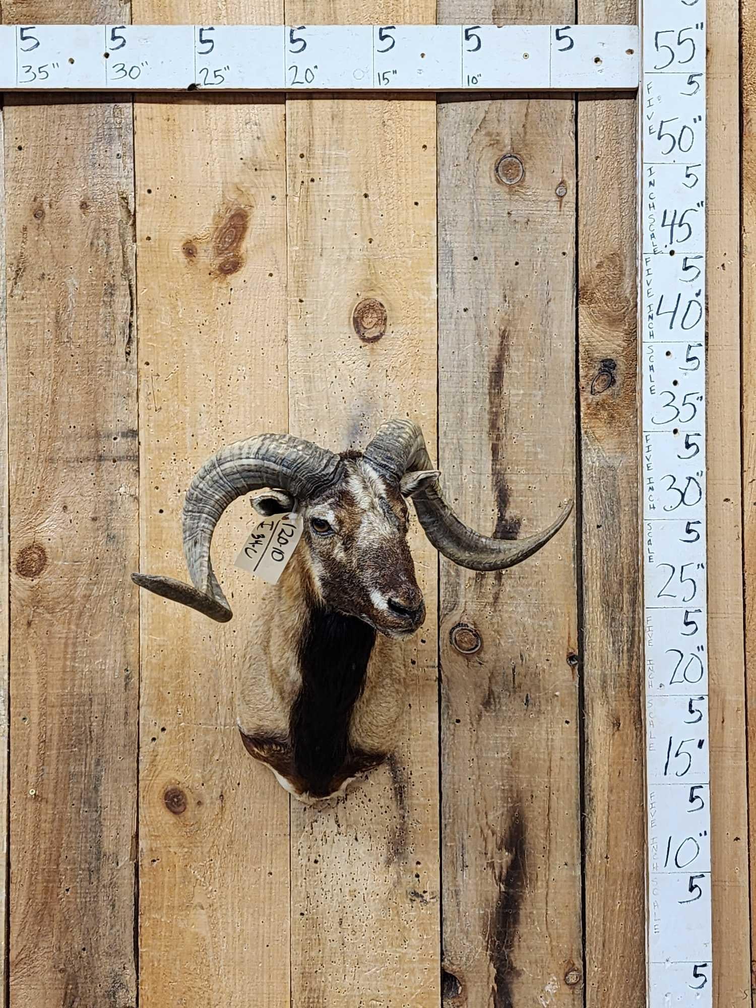 Mouflon Cross Ram Sheep Shoulder Mount Taxidermy: 120.10 Nicely done mount full curl horns note the horn nub growing out his forehead