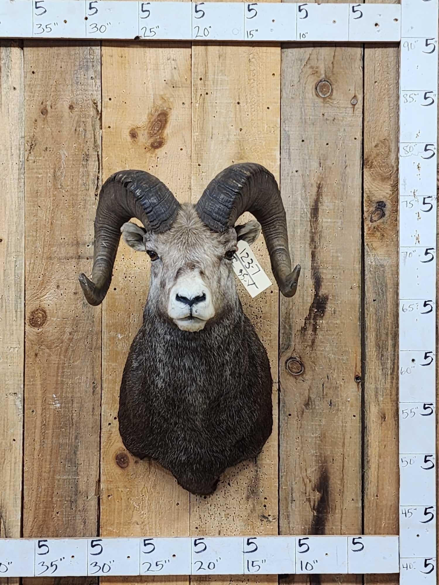 Gorgeous Stone Sheep Shoulder Mount Taxidermy (1 of 6)