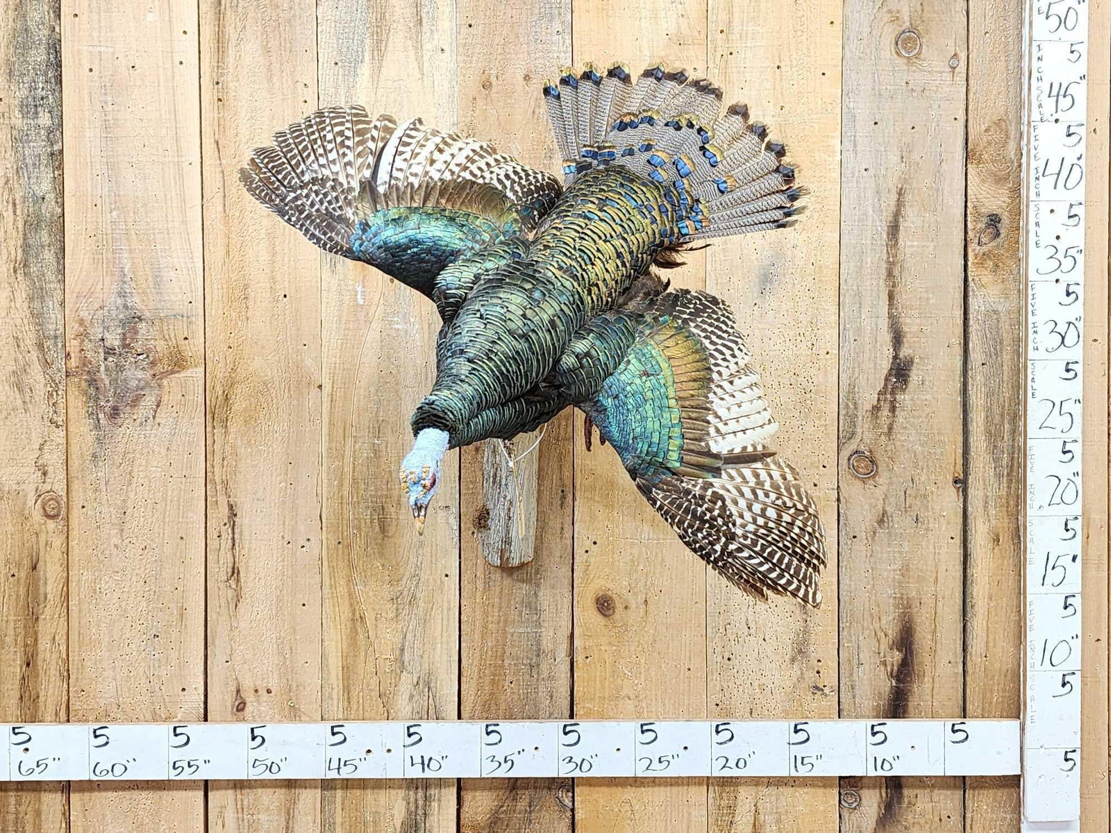 Oscellated Hen Turkey In Flight Bird Taxidermy (1 of 9)