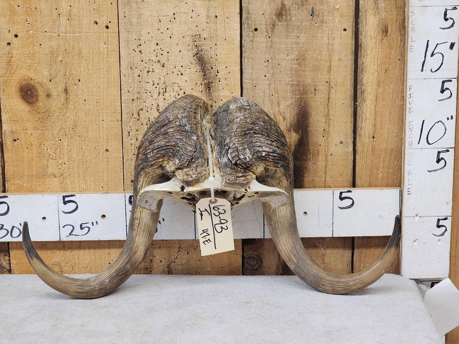 Muskox Horns On Skull Plate Taxidermy (1 of 3)