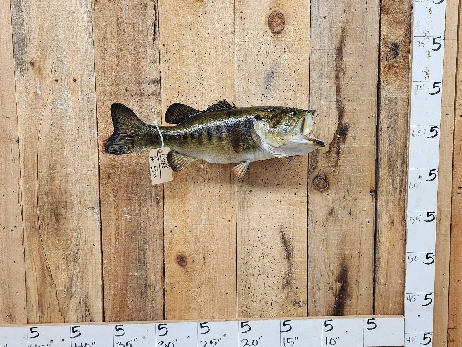 23" Largemouth Bass Real Skin Fish Taxidermy: 63.88 Nice mount good paint artwork