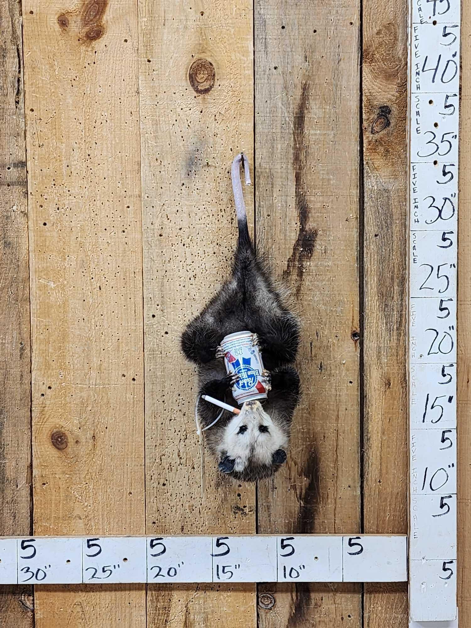 Naughty Opossum Full Body Taxidermy Mount (1 of 3)