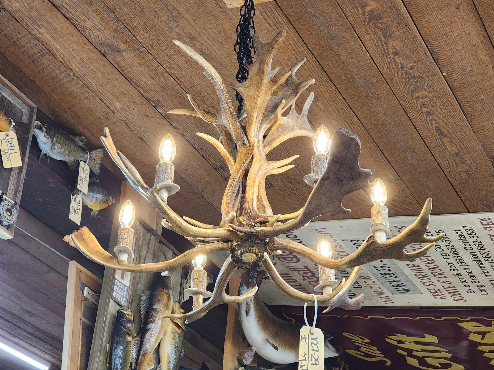 Gorgeous 6 Light Fallow Deer Antler Chandelier (1 of 13)
