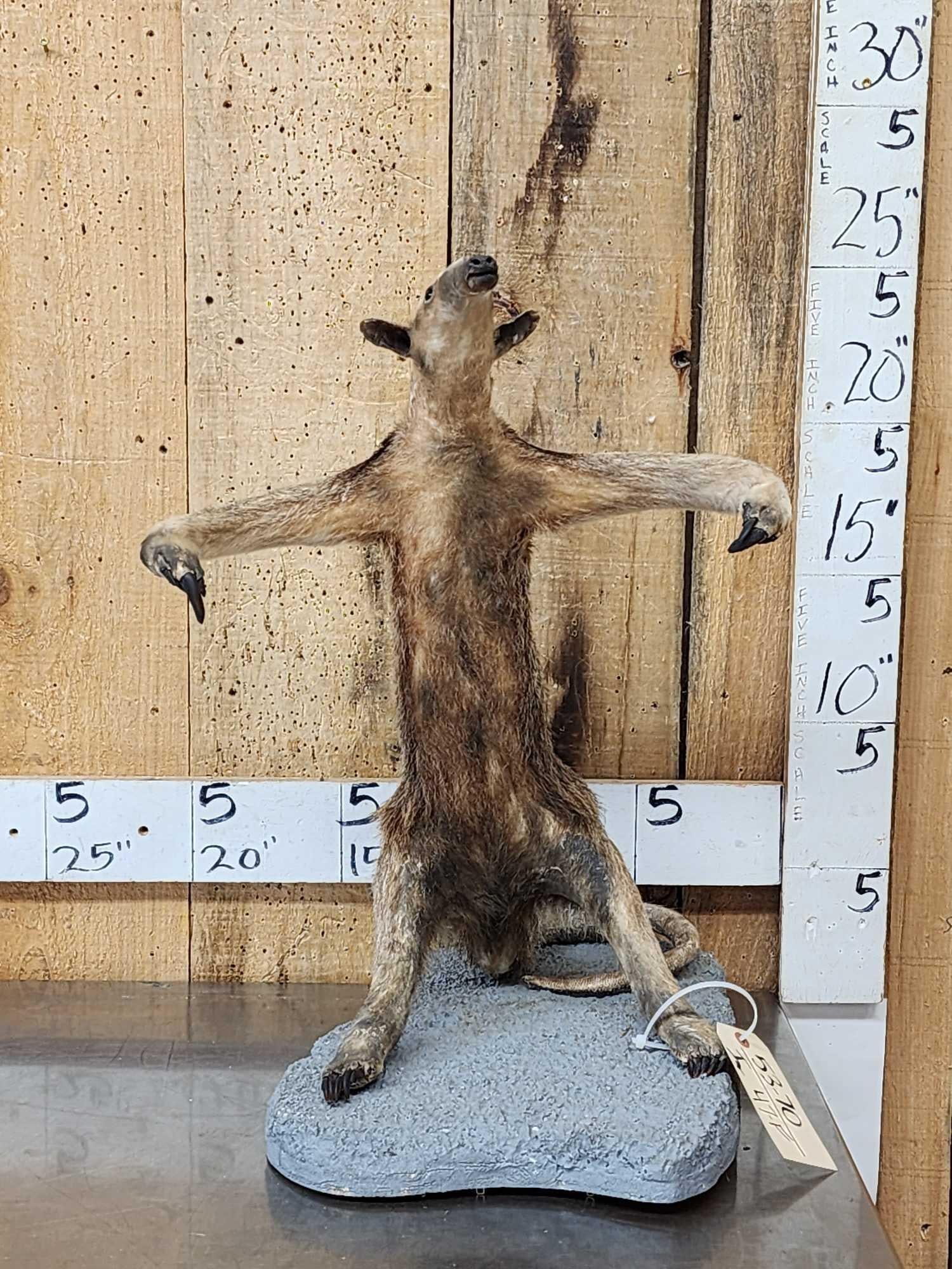 Tamandua Ant Eater Full Body Taxidermy Mount (1 of 7)