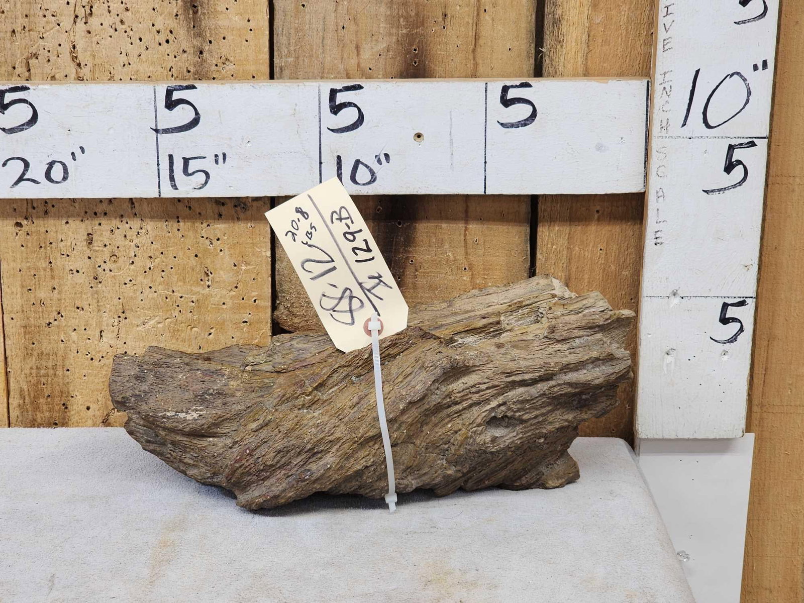 20.8 Lbs Chunk Of Petrified Wood Fossilized Fossil (1 of 5)