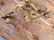 Beautiful Bronze Sconces - 2