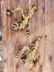 Beautiful Bronze Sconces - 4