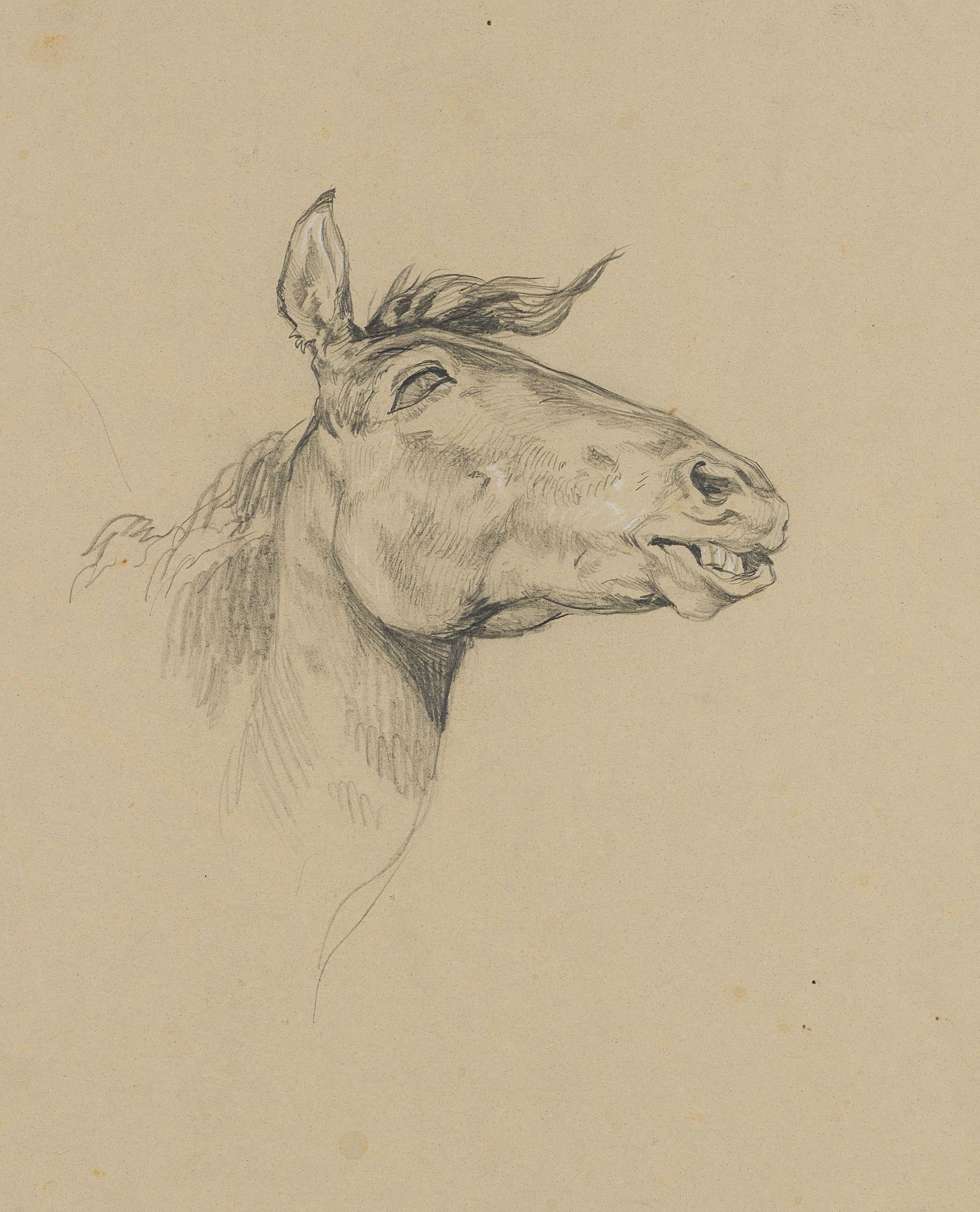 F.LOSSOW(*1837), Study of a neighing horse, 19th (1 of 3)