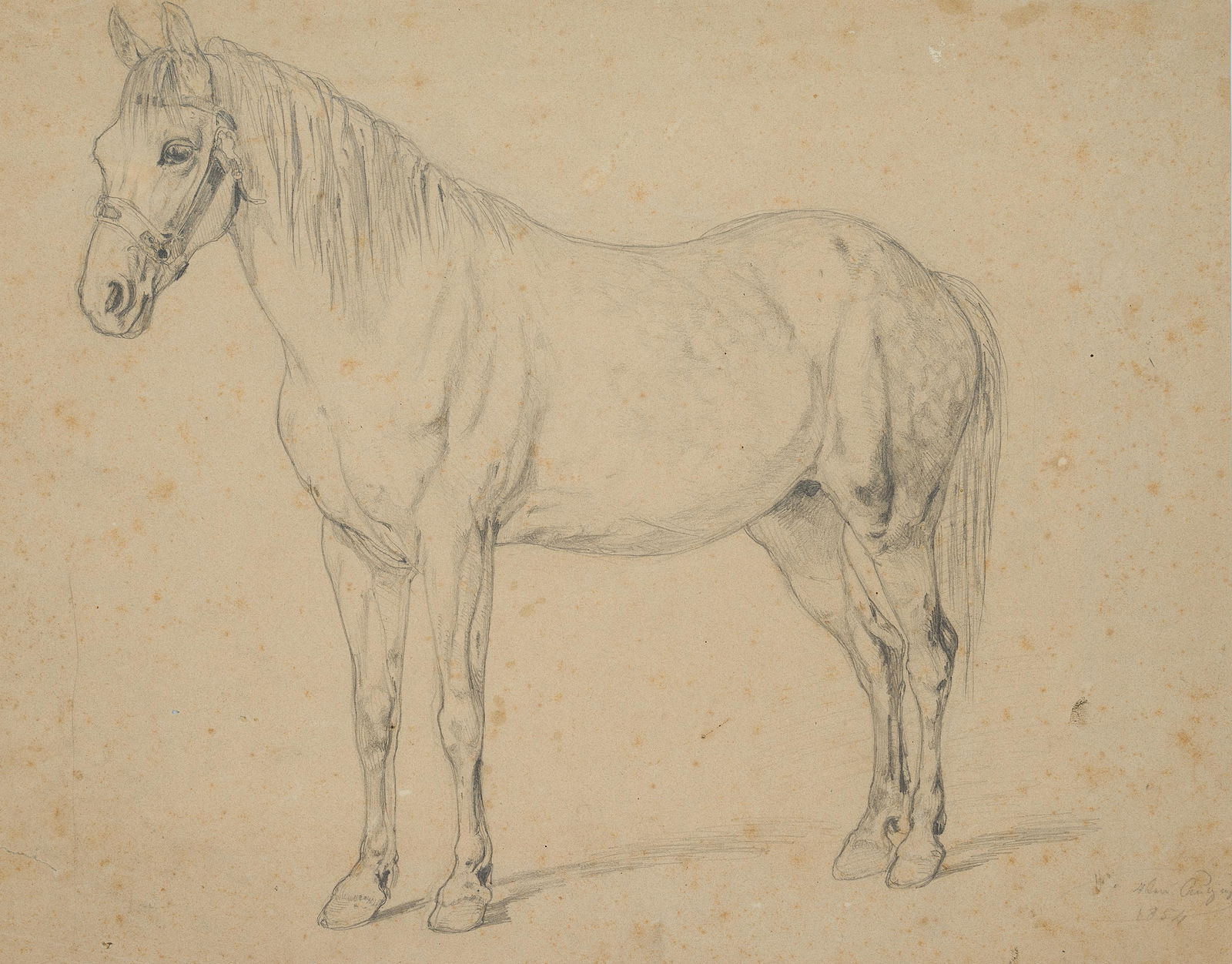 F.LOSSOW(*1837), Standing dapple-gray horse, 1854, (1 of 5)