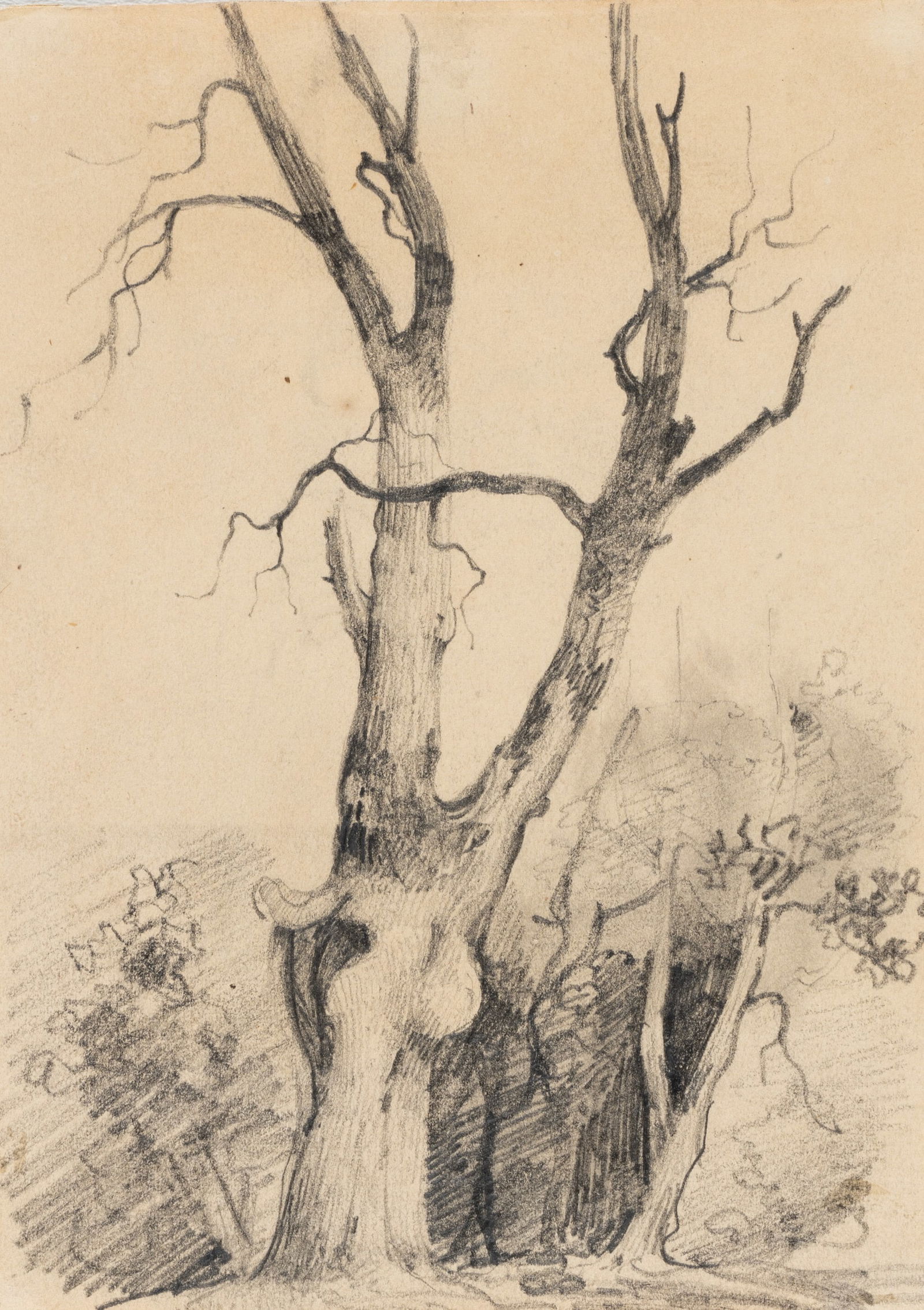 C. HOGUET (1821-1870), Barren old tree, Pencil: Charles Hoguet (1821 Berlin - 1870 ibid.): Nature study, barren old tree, 19th century, Pencil Technique: Pencil on Paper Date: 19th century Description: This is a study that uses careful strokes
