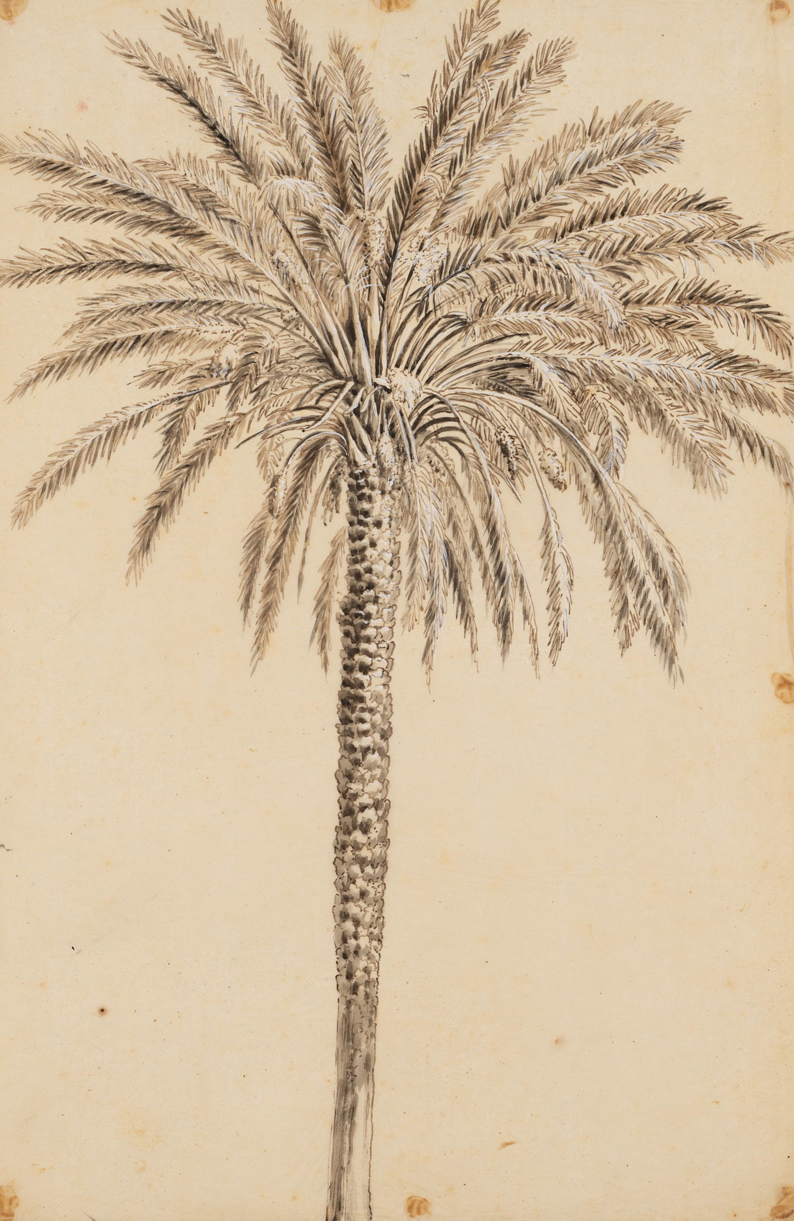 Unknown (19th), Date palm, Pen drawing (1 of 6)