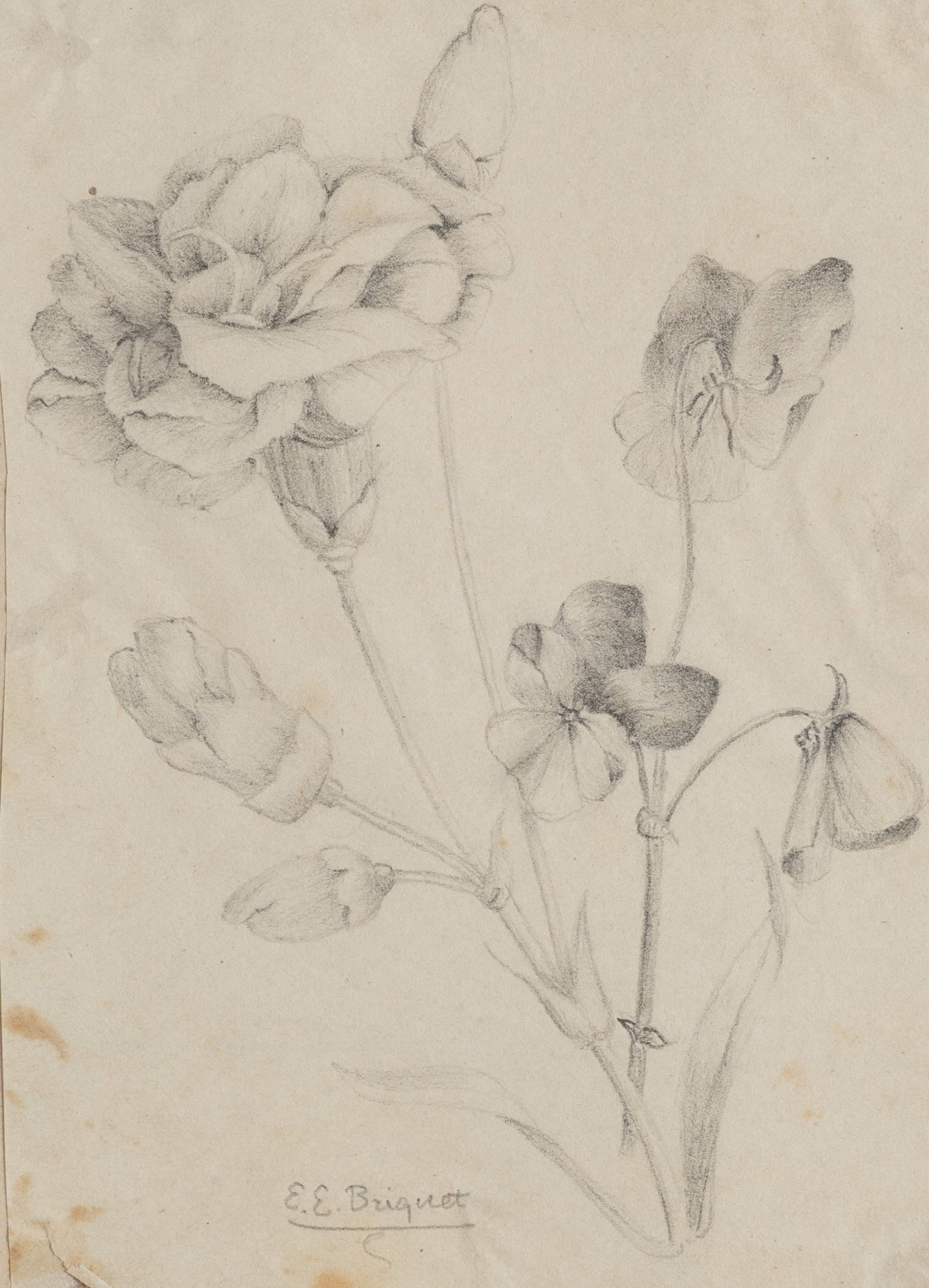 E. BRIQUET (1896-1971), Floral drawing, Pencil (1 of 5)