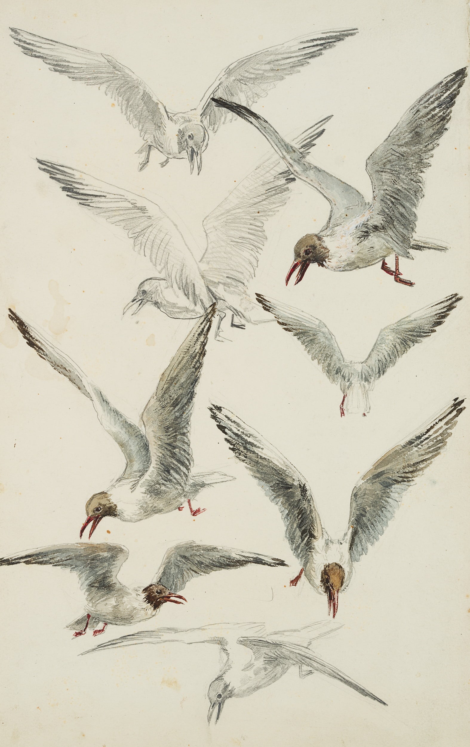 C. FISCHER-GURIG (*1860), Studies of black-headed gulls, around 1890, Pencil (1 of 5)
