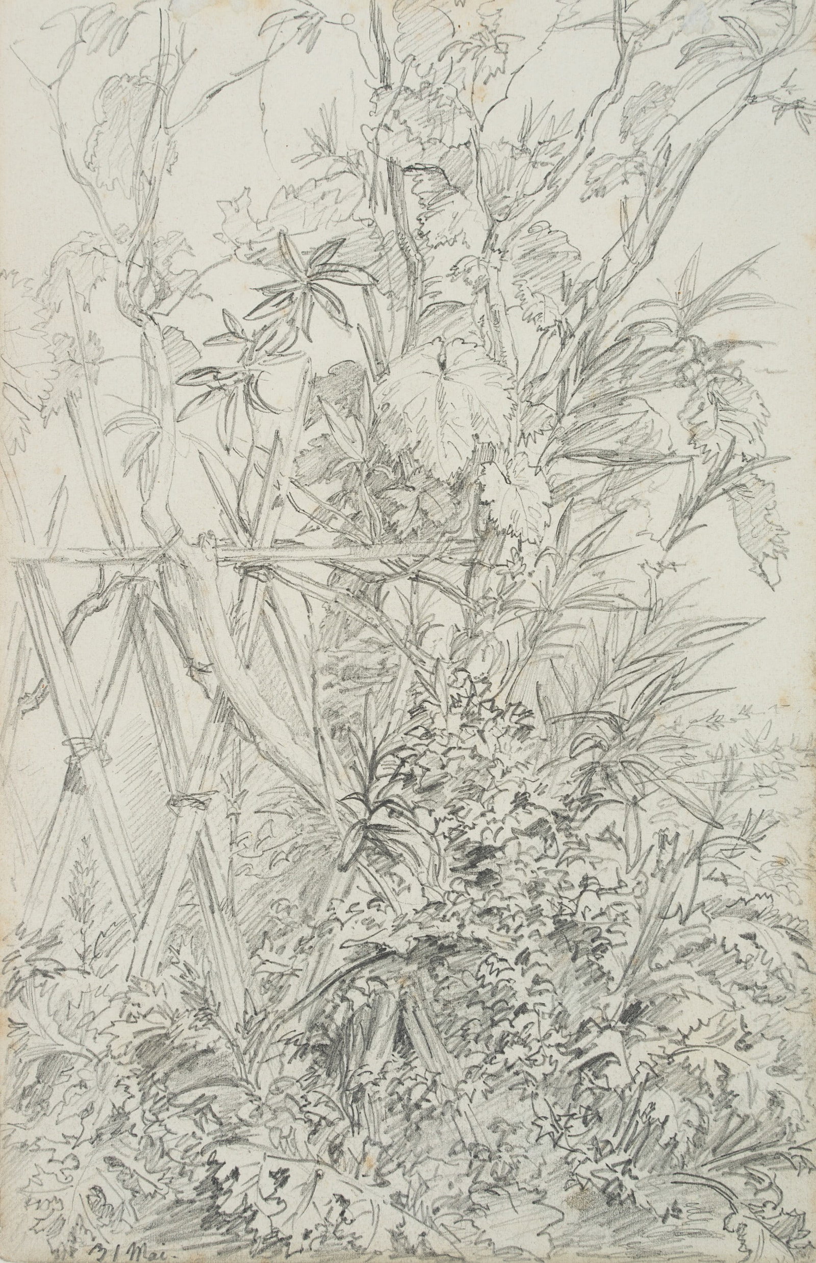 A. HERTEL (1843-1912), A patch of meadow by the espalier, around 1864, Pencil: Albert Hertel (1843 Berlin - 1912 ibid.): A patch of meadow by the espalier, c. 1864, Pencil Technique: Pencil on Paper, mounted on Paper Inscription: lower left inscribed by the artist's hand: "31 Ma