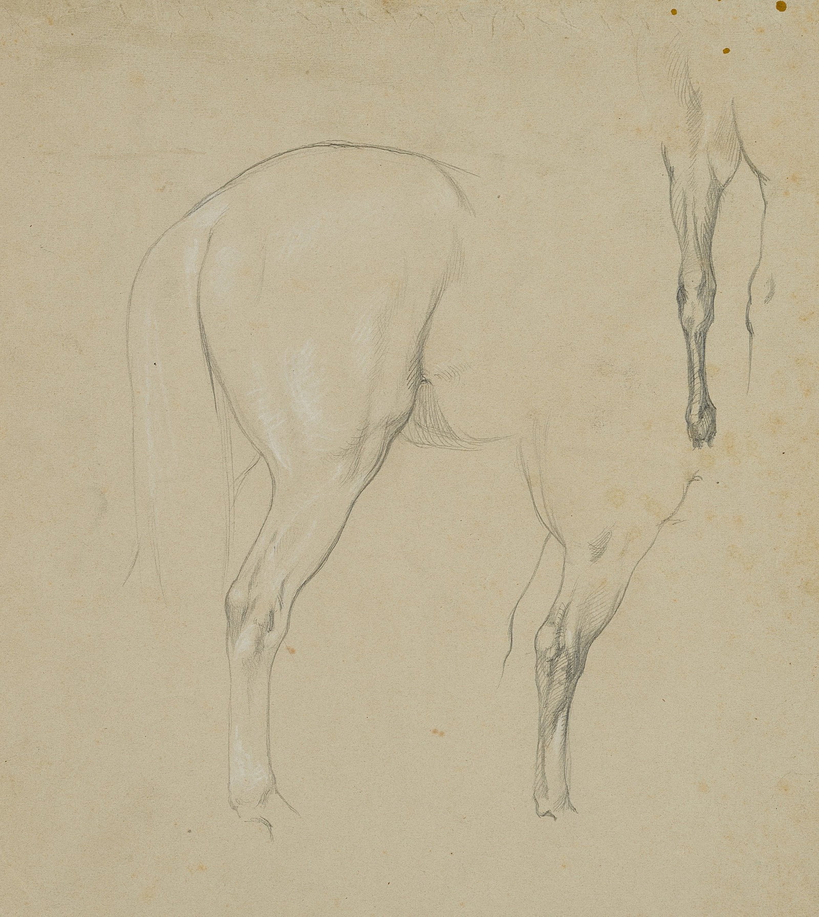 F. LOSSOW (1837-1872), Horse study, hindquarters and gait, Pencil: Friedrich Lossow (1837 Munich - 1872 ibid.): Study of the croup and hind legs of a horse, 19th century, Pencil Technique: White heightened Pencil on Paper, mounted on Paper Date: 19th century Descript