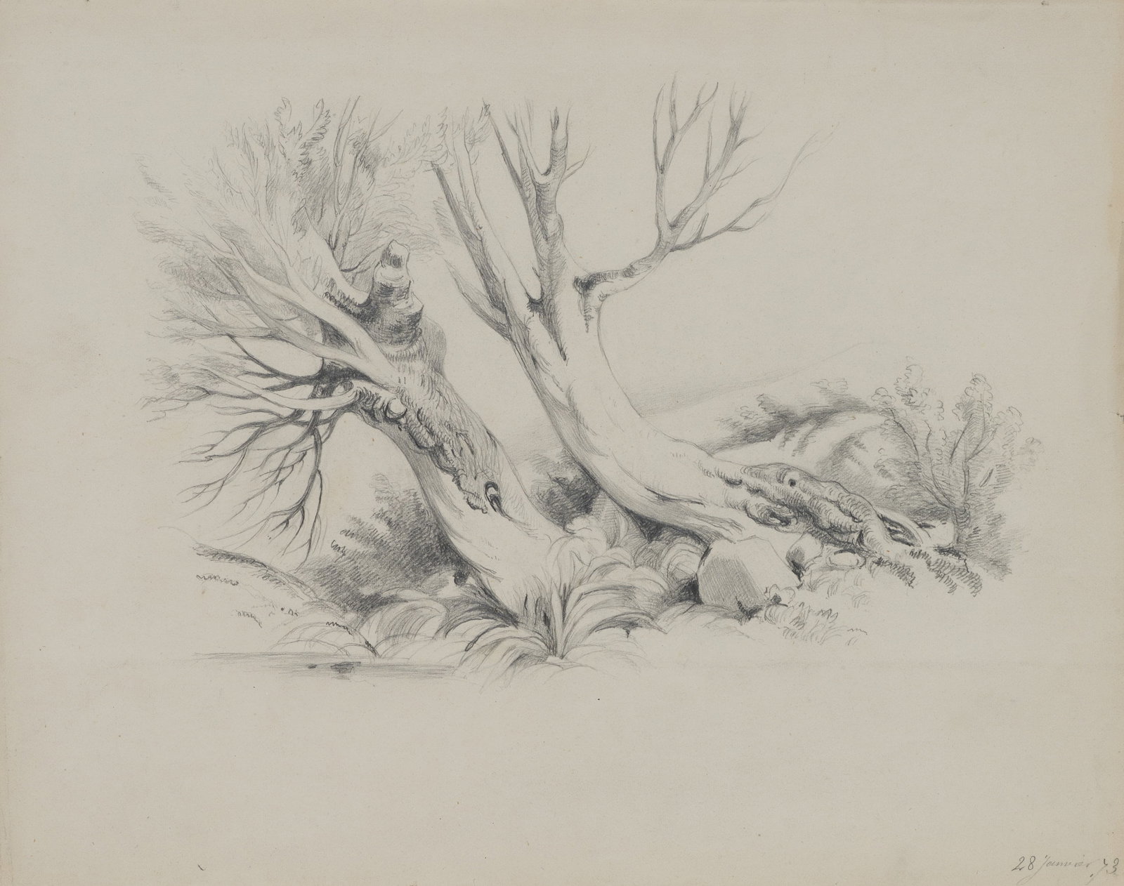 A. VIOLLET-LE-DUC (*1817), Gnarled tree, 1873, Pencil (1 of 5)