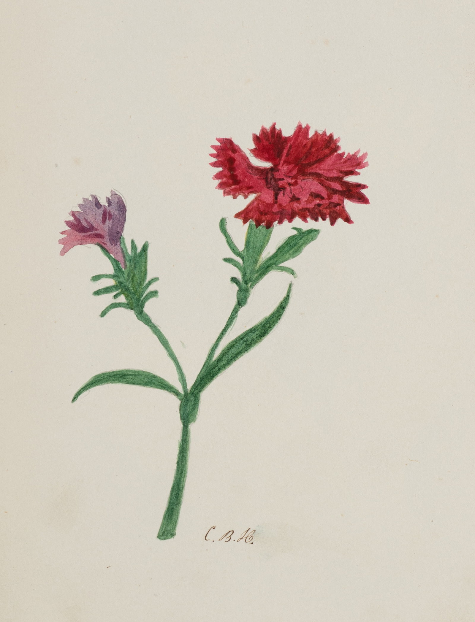 Monogram CBH (19th), Carnations in bloom., Gouache (1 of 5)