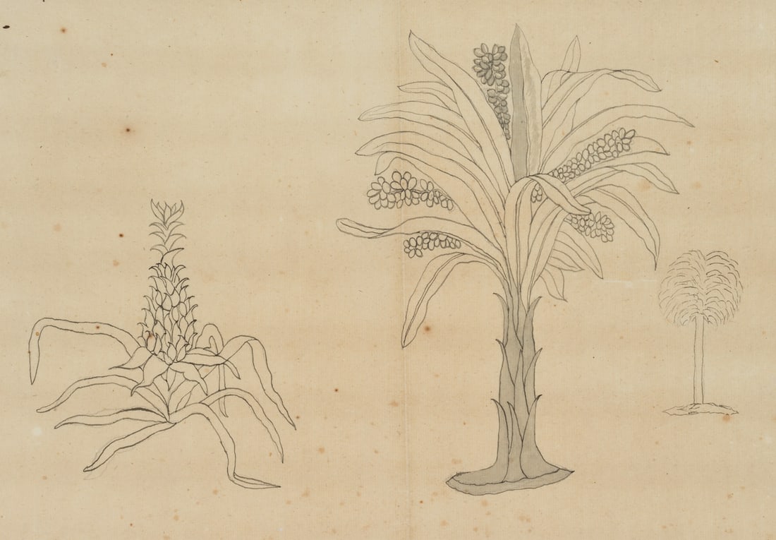 Unknown (19th), Plant study: palm tree and pineapple, around 1840, Pen drawing (1 of 4)
