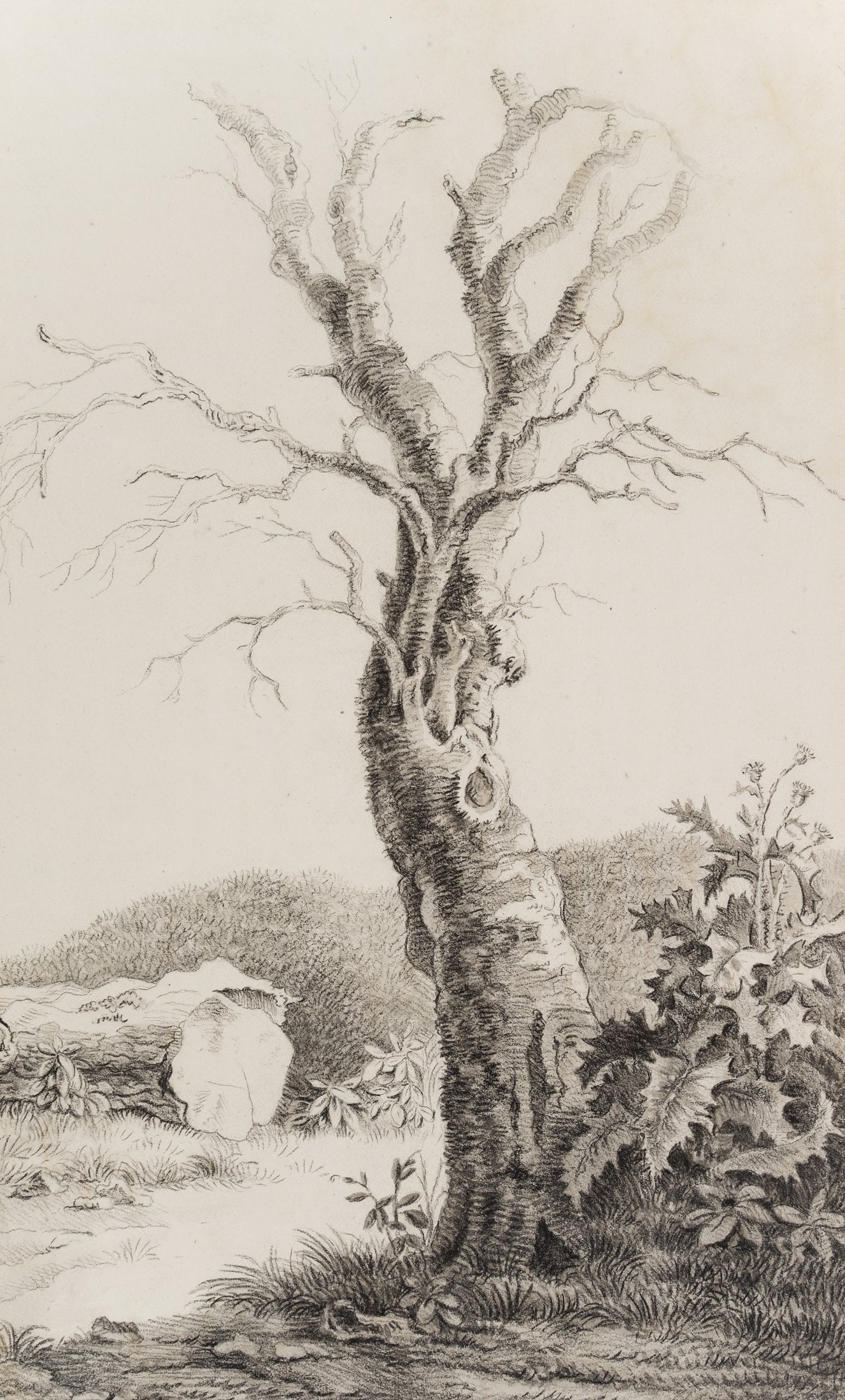Unknown (19th), Bare Tree and Thistle, 1818, Pencil: Unknown (19th century): Bare tree with gnarled trunk next to thistle, 1818, Pencil Technique: Washed Pencil and Charcoal on Paper Inscription: Lower right signed: "Emil [?]". Date: 1818 Description: B