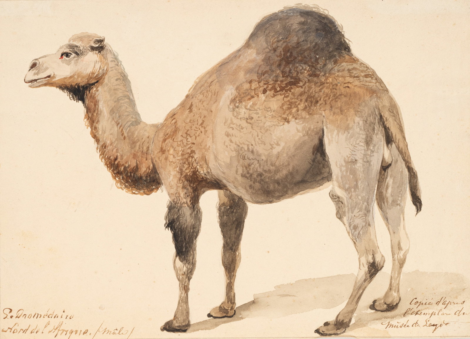 Unknown (19th), Dromedaries in North Africa, Watercolor: Unknown (19th century): Detailed dromedary portrait based on a model from the Musée de Leyde, 19th century, Watercolor Technique: Watercolor on Paper Inscription: At the lower part inscribed by t
