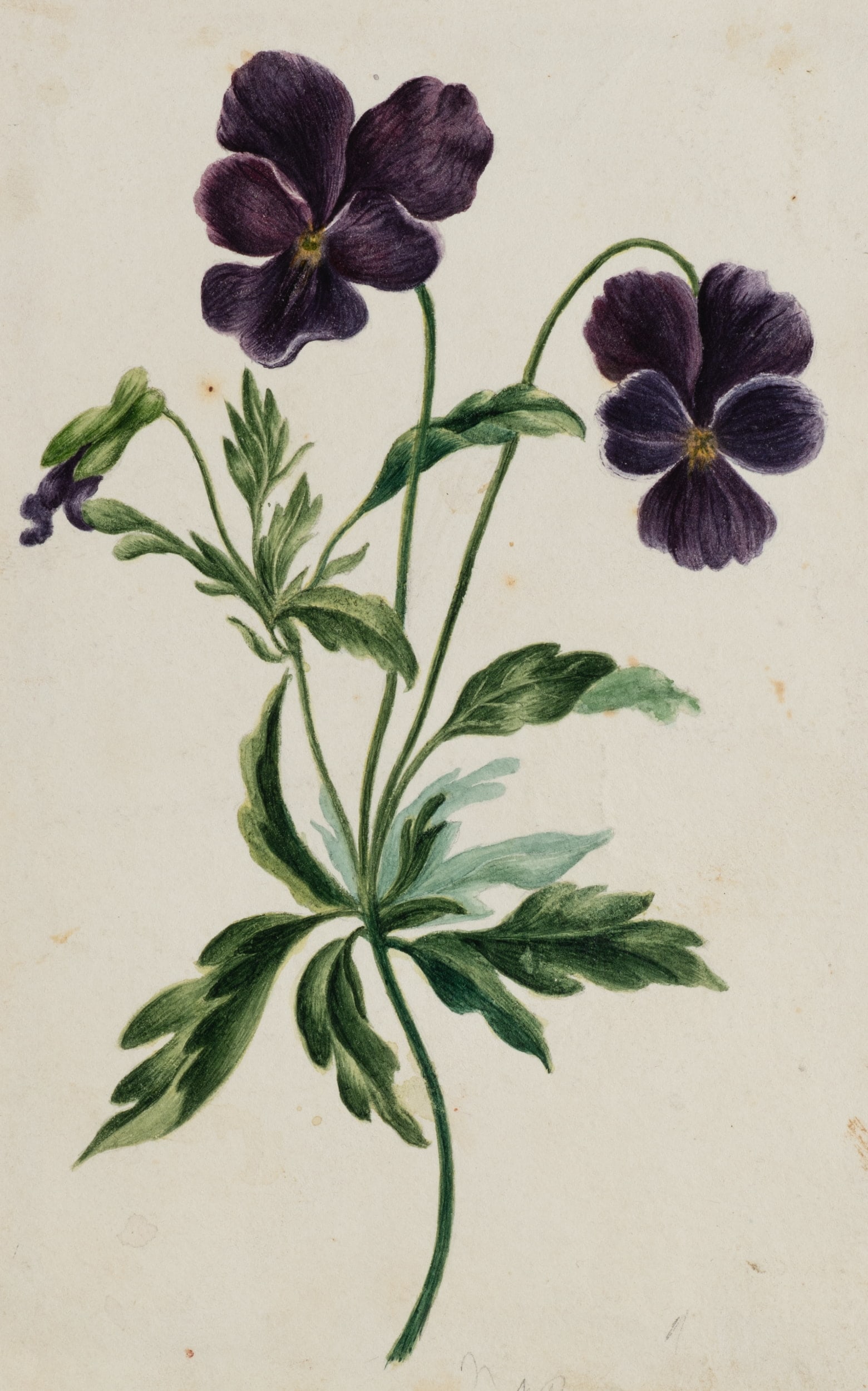 Unknown (19th), Dark purple pansies, Gouache (1 of 5)